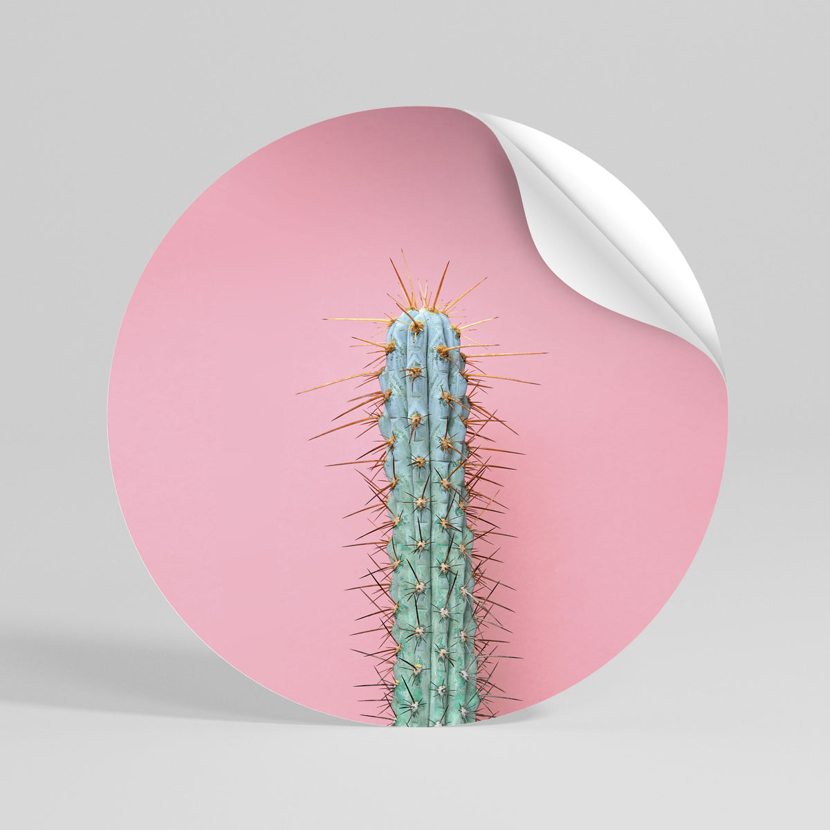 MISTER CACTUS Rund väggdekal