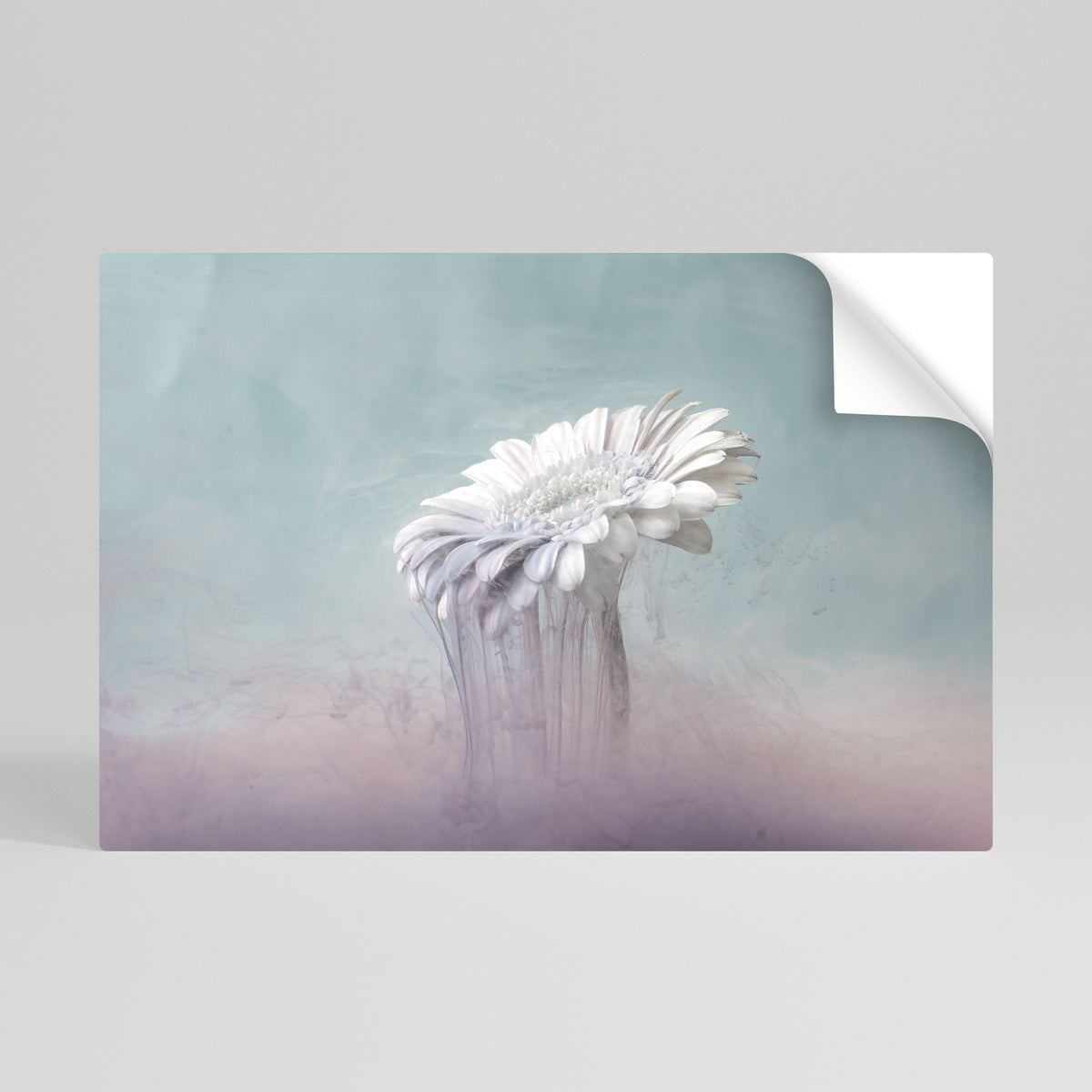 MELTING GERBERA Självhäftande Horisontell Poster