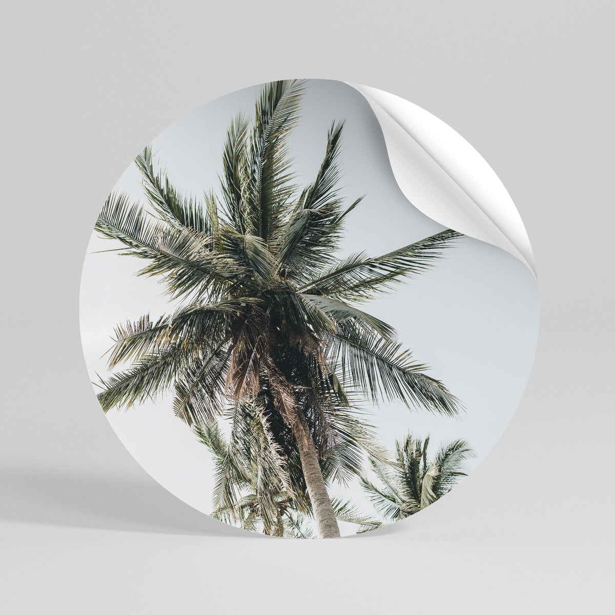 PALM PARADISE SIGHT Rund väggdekal