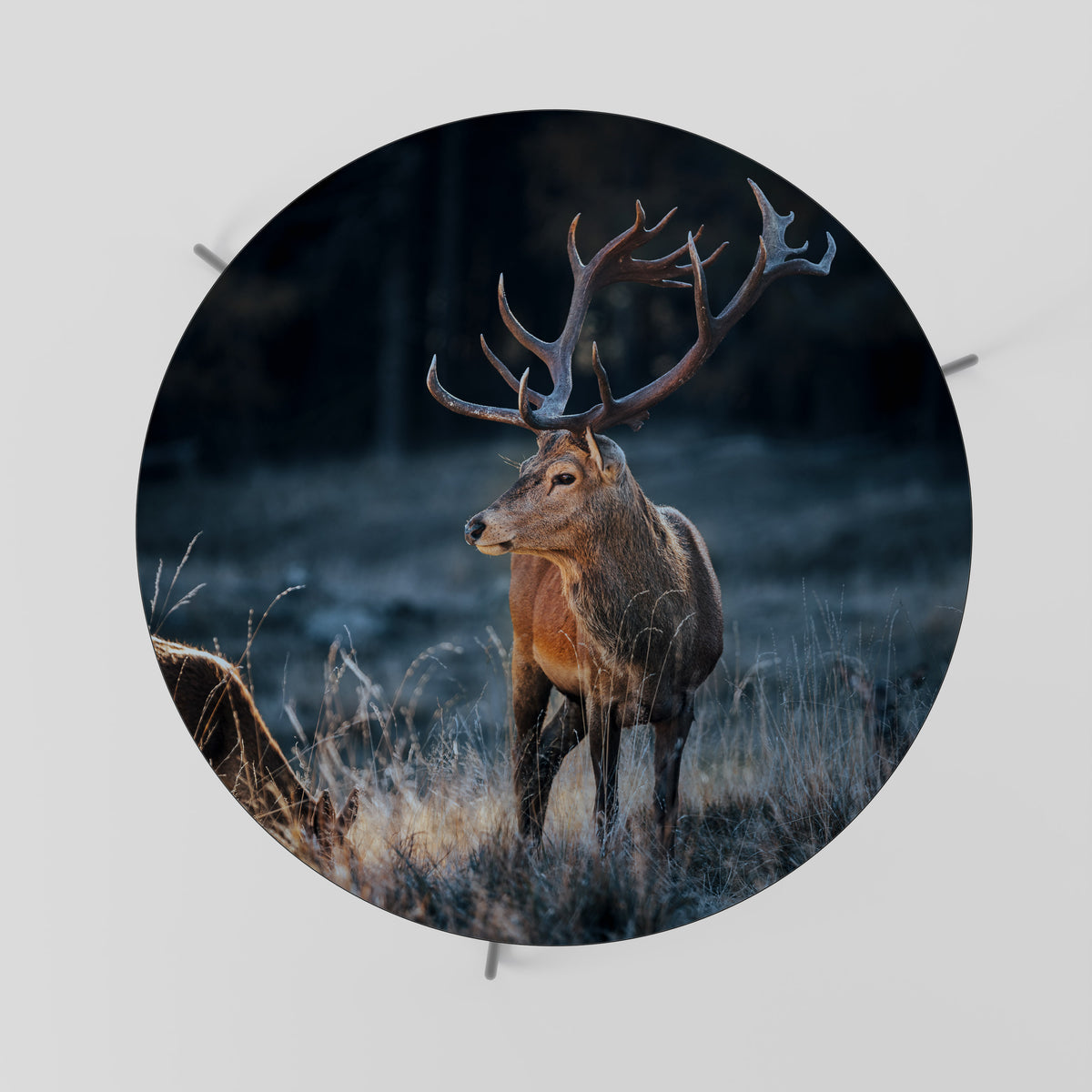 ANTLERED REGALITY Soffbord