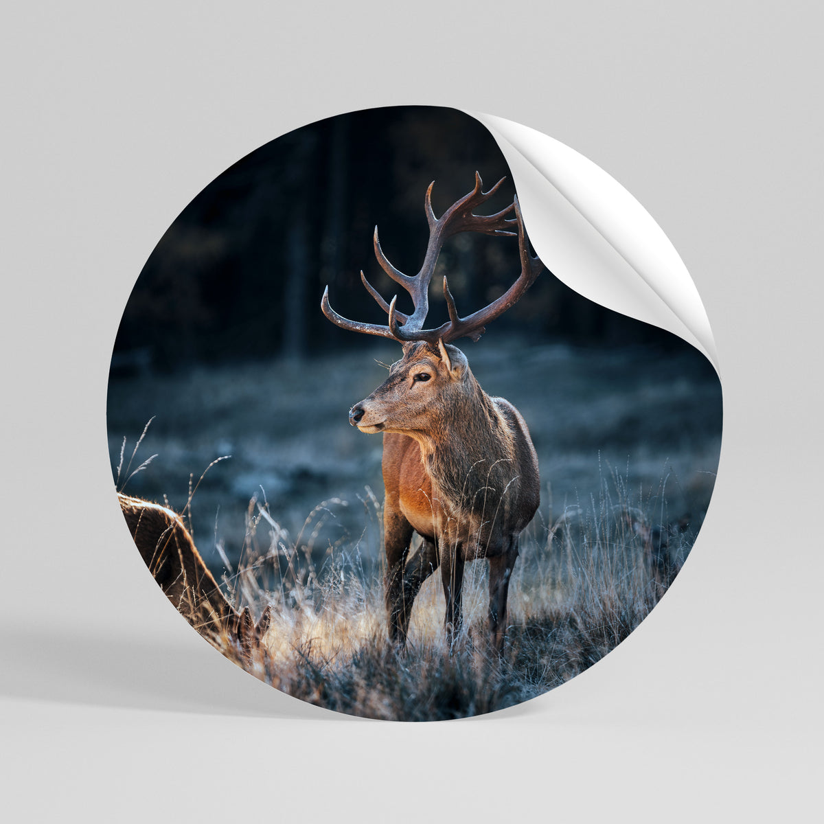ANTLERED REGALITY Rund väggdekal