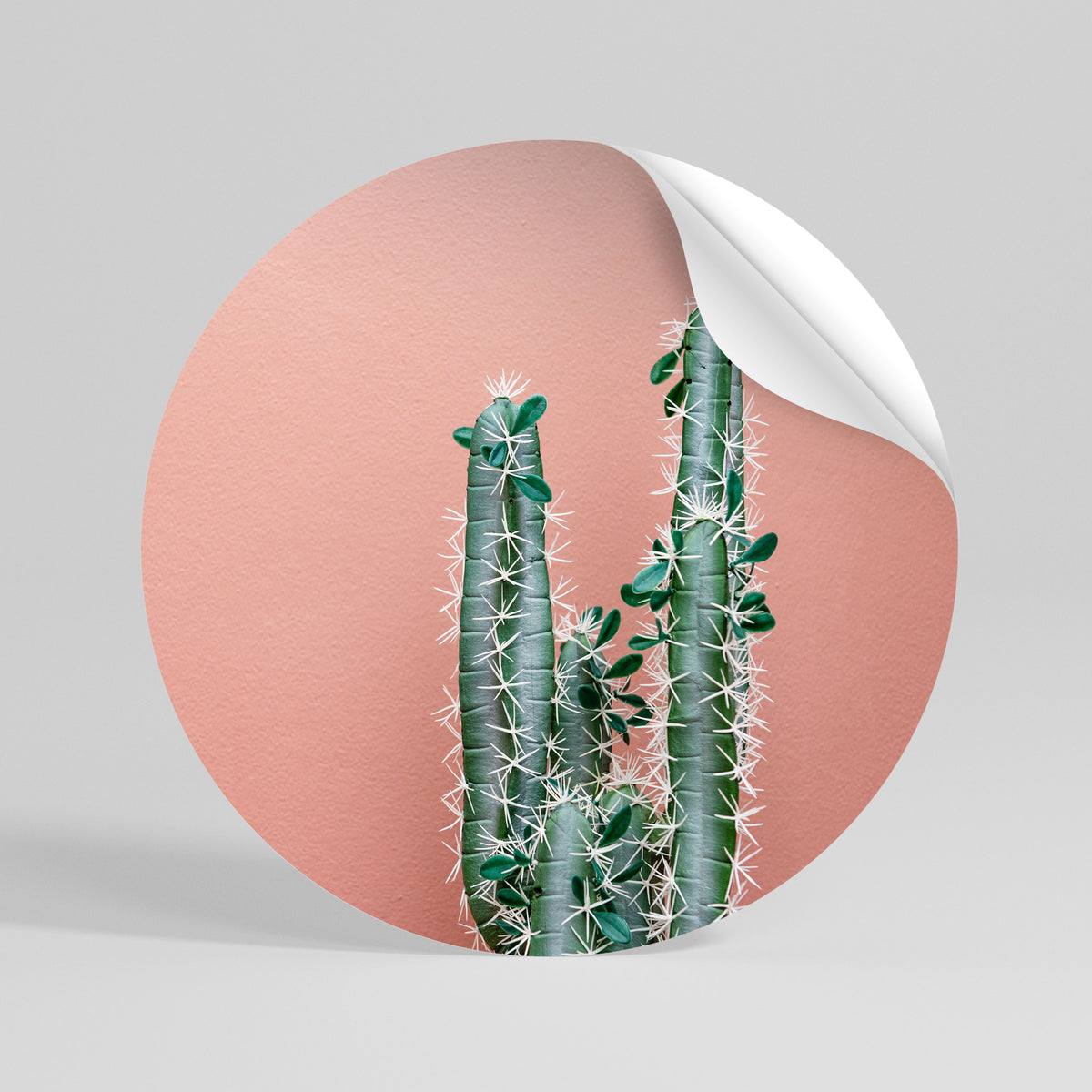LORD CACTUS Rund väggdekal