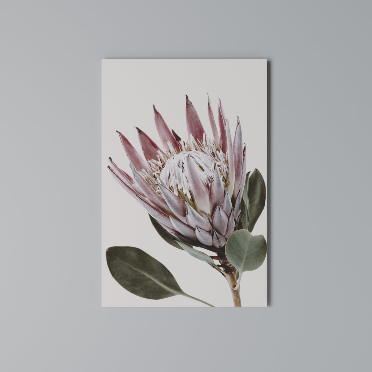 PROTEA FLOWER Vertical Canvas Print
