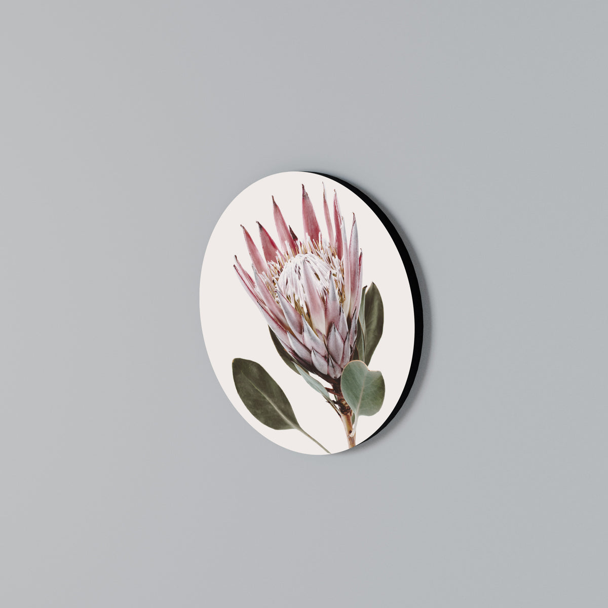 PROTEA FLOWER Rund väggdekor