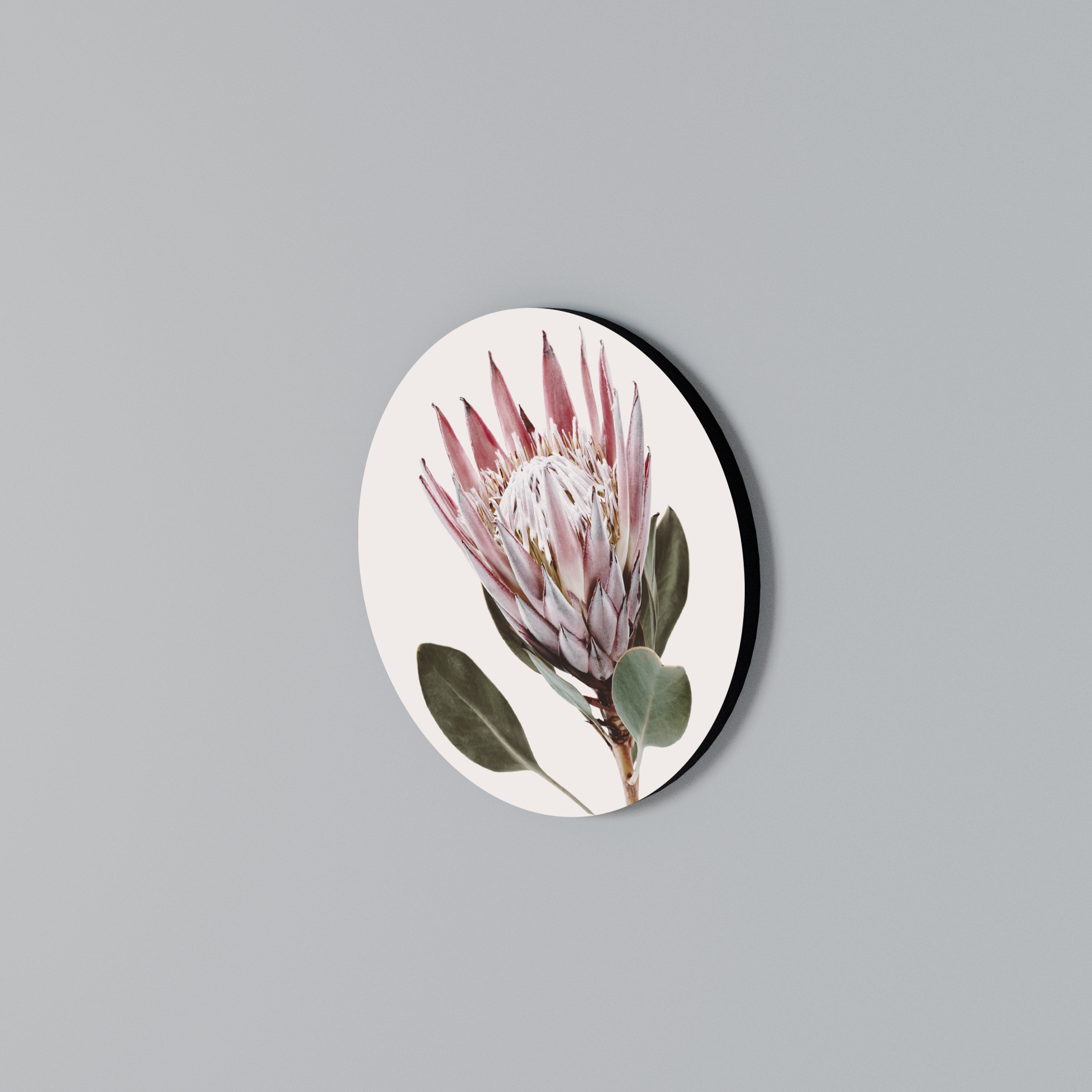 PROTEA FLOWER Rund väggdekor