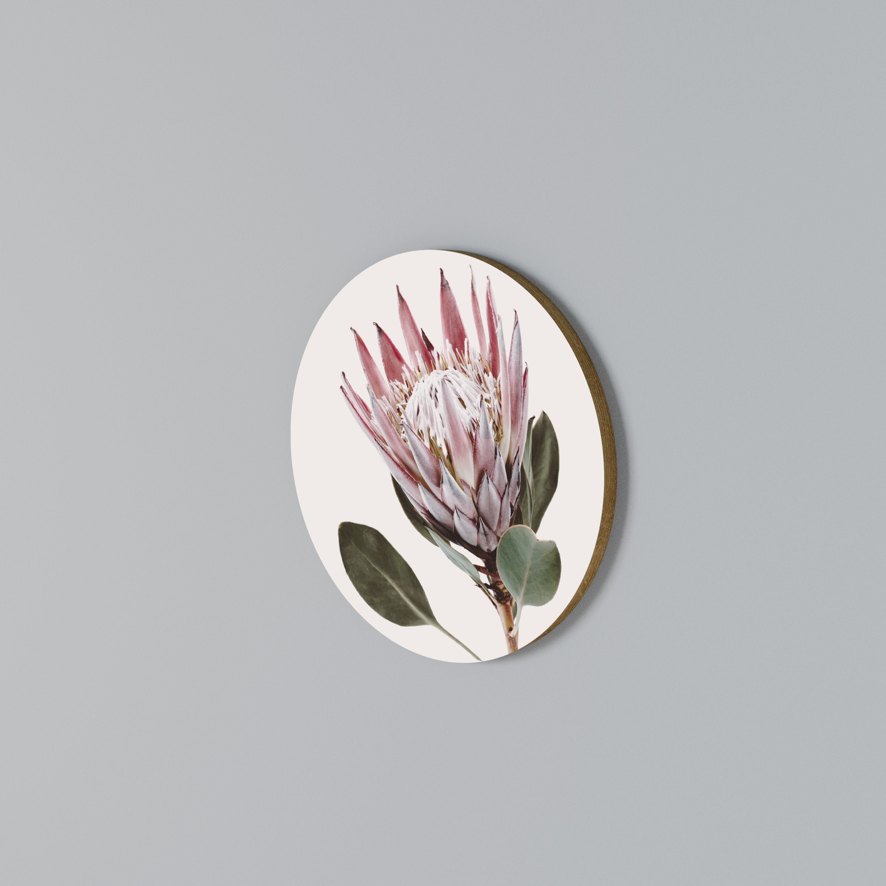 PROTEA FLOWER Rund väggdekor