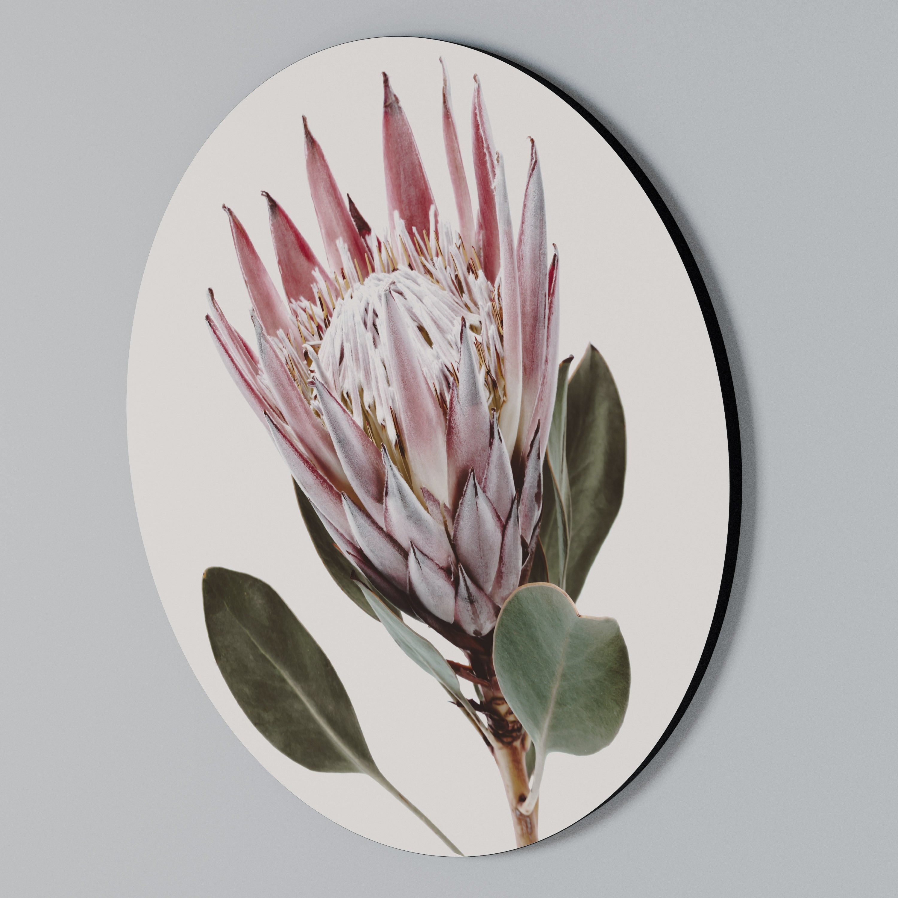 PROTEA FLOWER Rund väggdekor