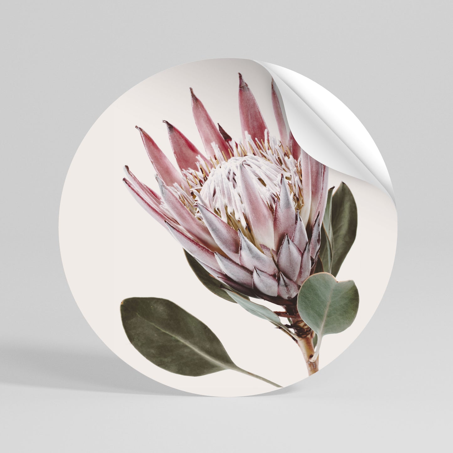 PROTEA FLOWER Rund väggdekal
