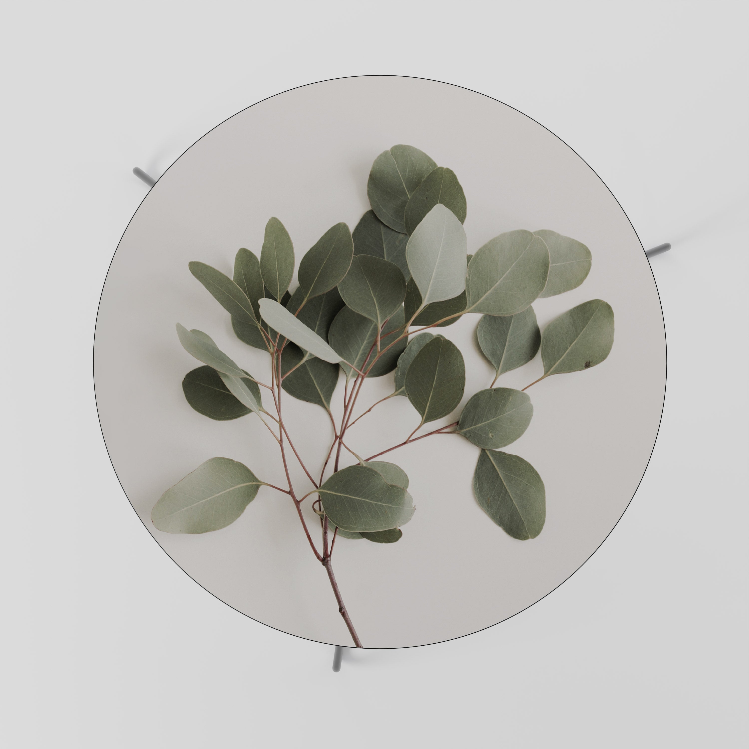 EUCALYPTUS BRANCH Coffee Table