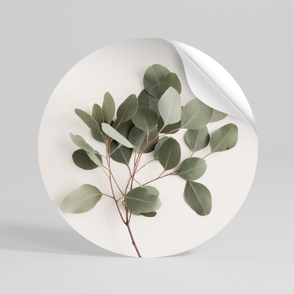EUCALYPTUS BRANCH Rund väggdekal