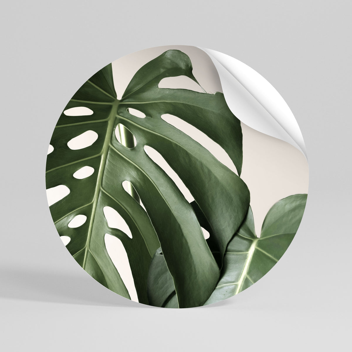 MONSTERA ACCURACY Rund väggdekal
