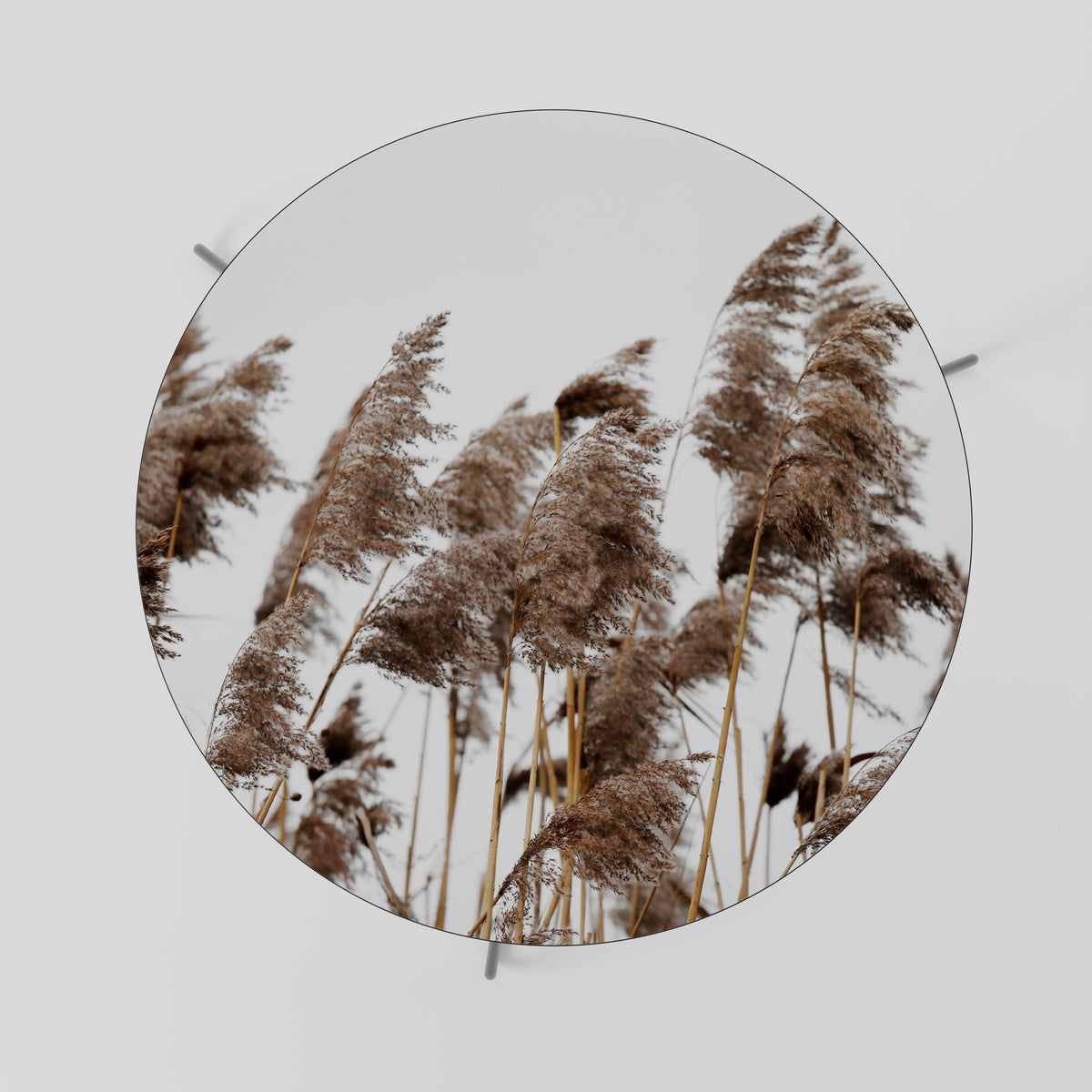 DANCE OF REEDS Soffbord