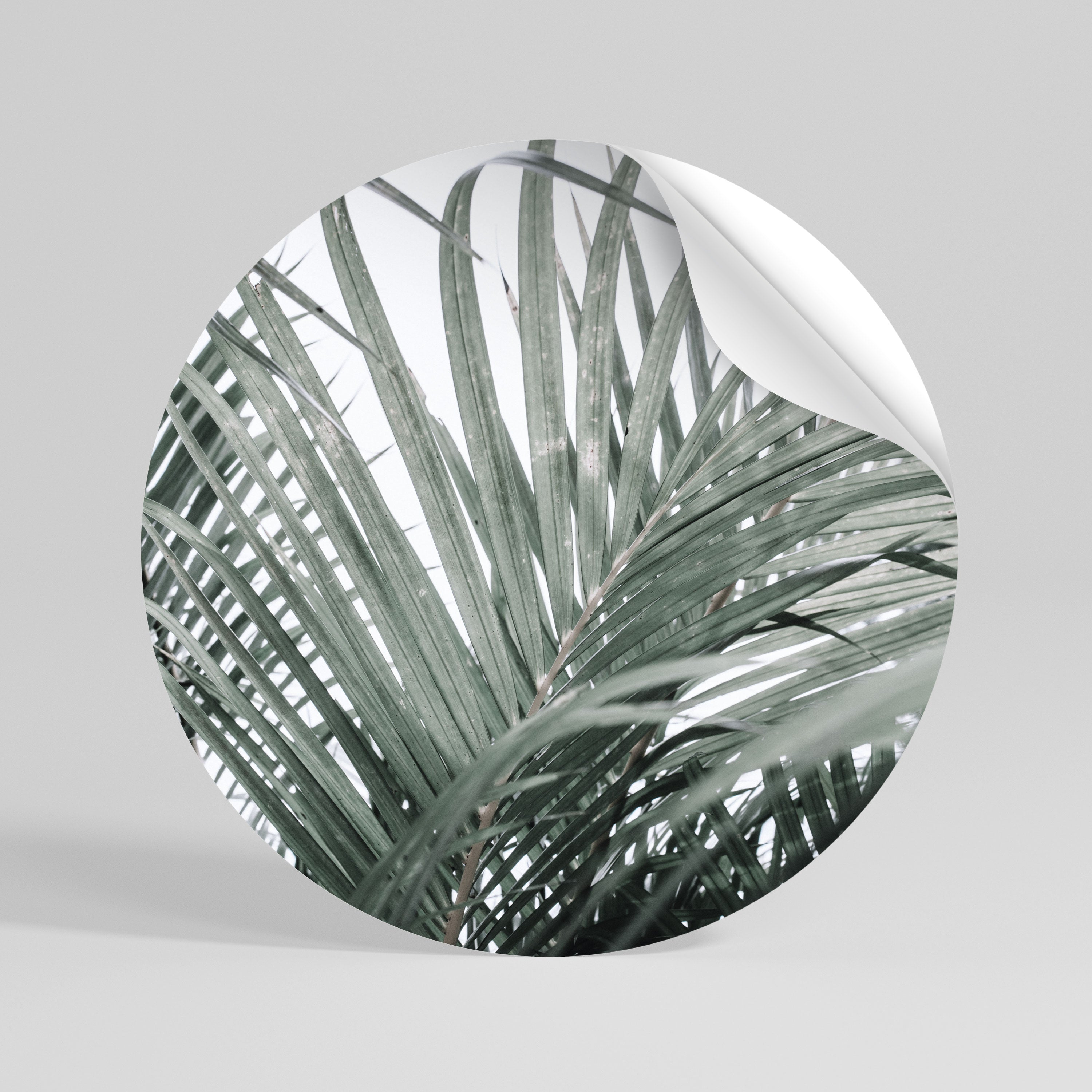 PALM WHISPERS Rund väggdekal