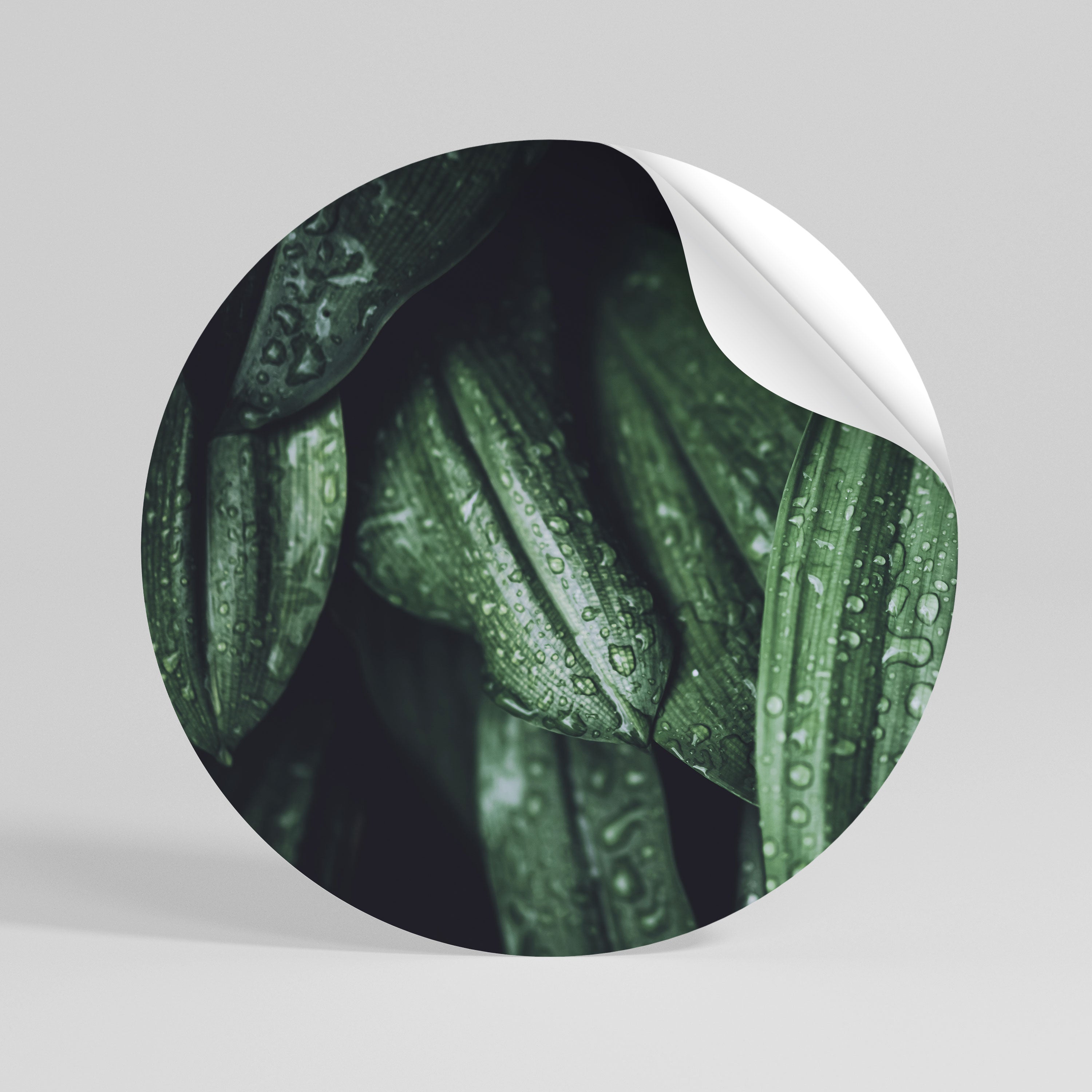 LUSH DROPLET DANCE Rund väggdekal