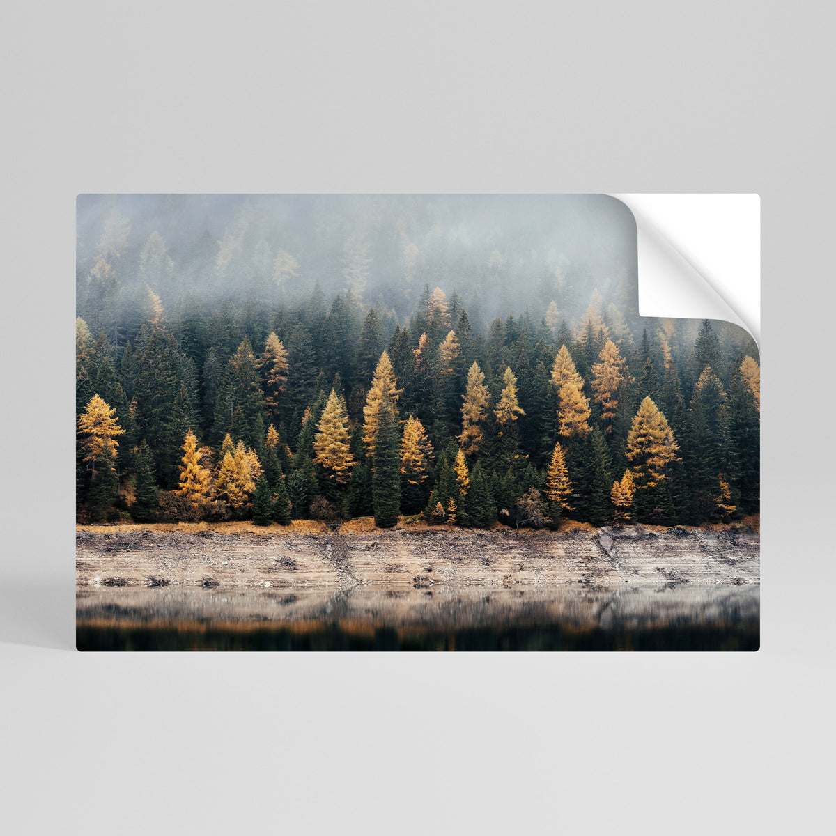 GOLDEN TREES IN FOG Självhäftande Horisontell Poster