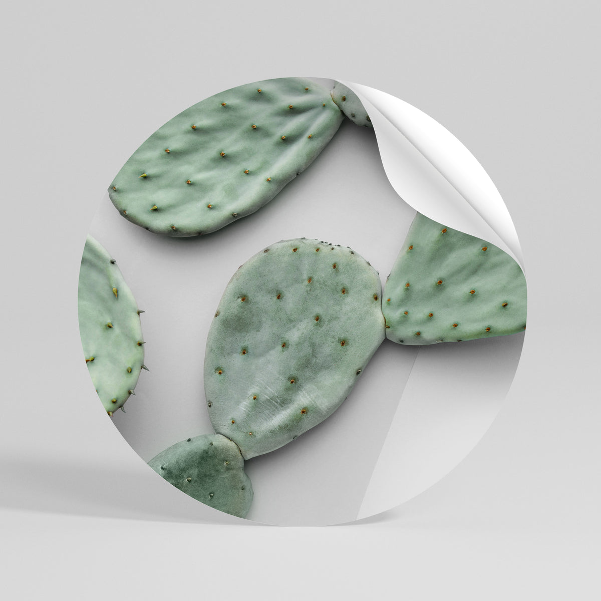 CACTUS DREAMSCAPE Rund väggdekal