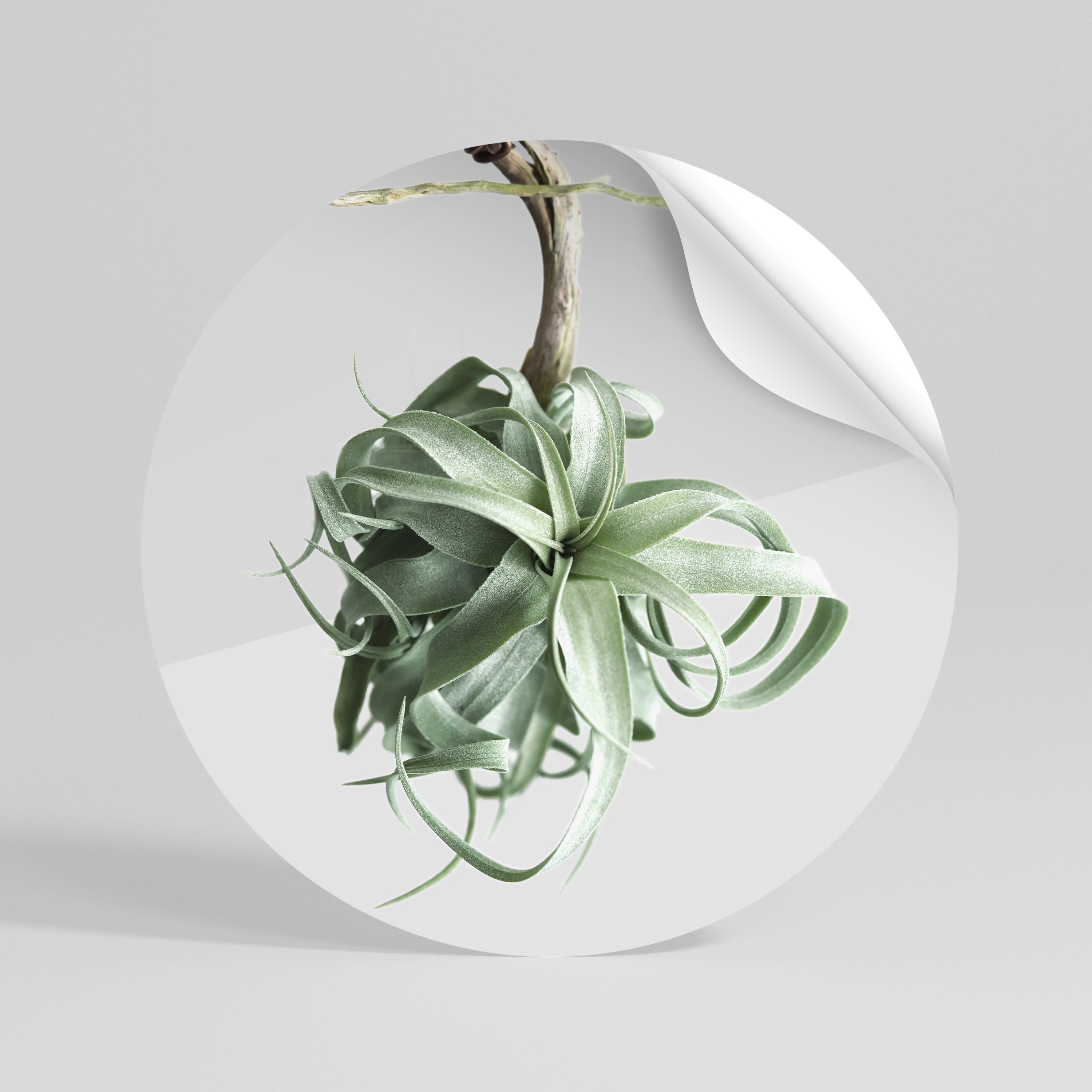 TANGLE OF NATURE Rund väggdekal