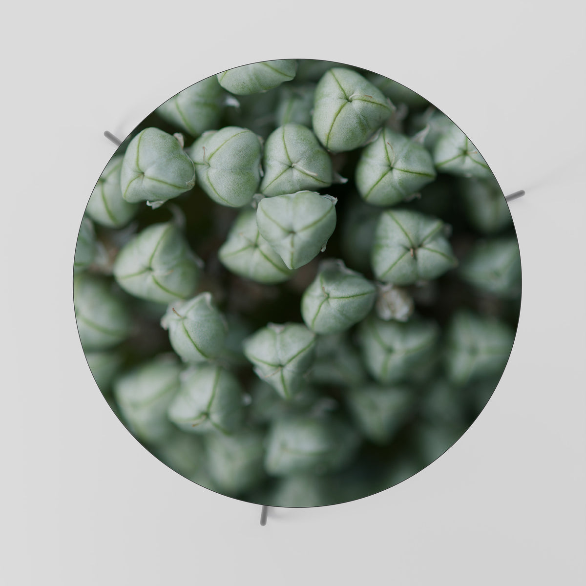 TEXTURED GREEN TIDBITS Soffbord