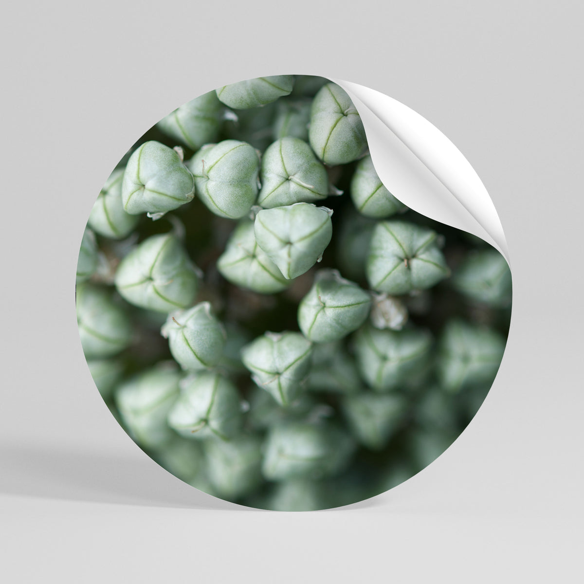 TEXTURED GREEN TIDBITS Rund väggdekal
