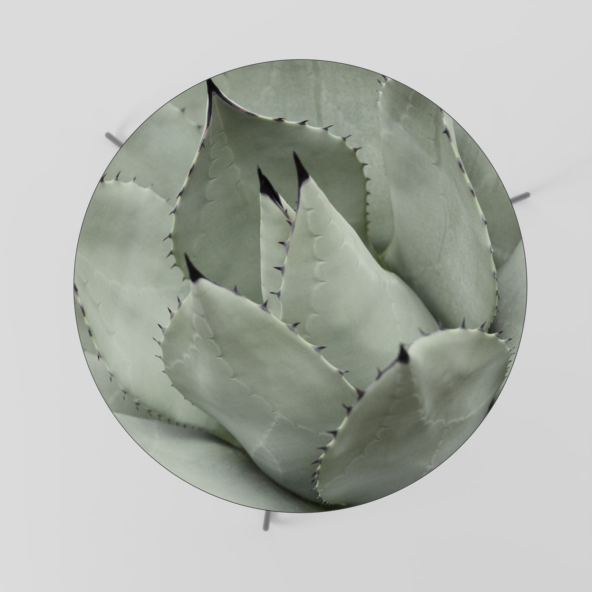 MYSTICAL SUCCULENT DREAM Soffbord