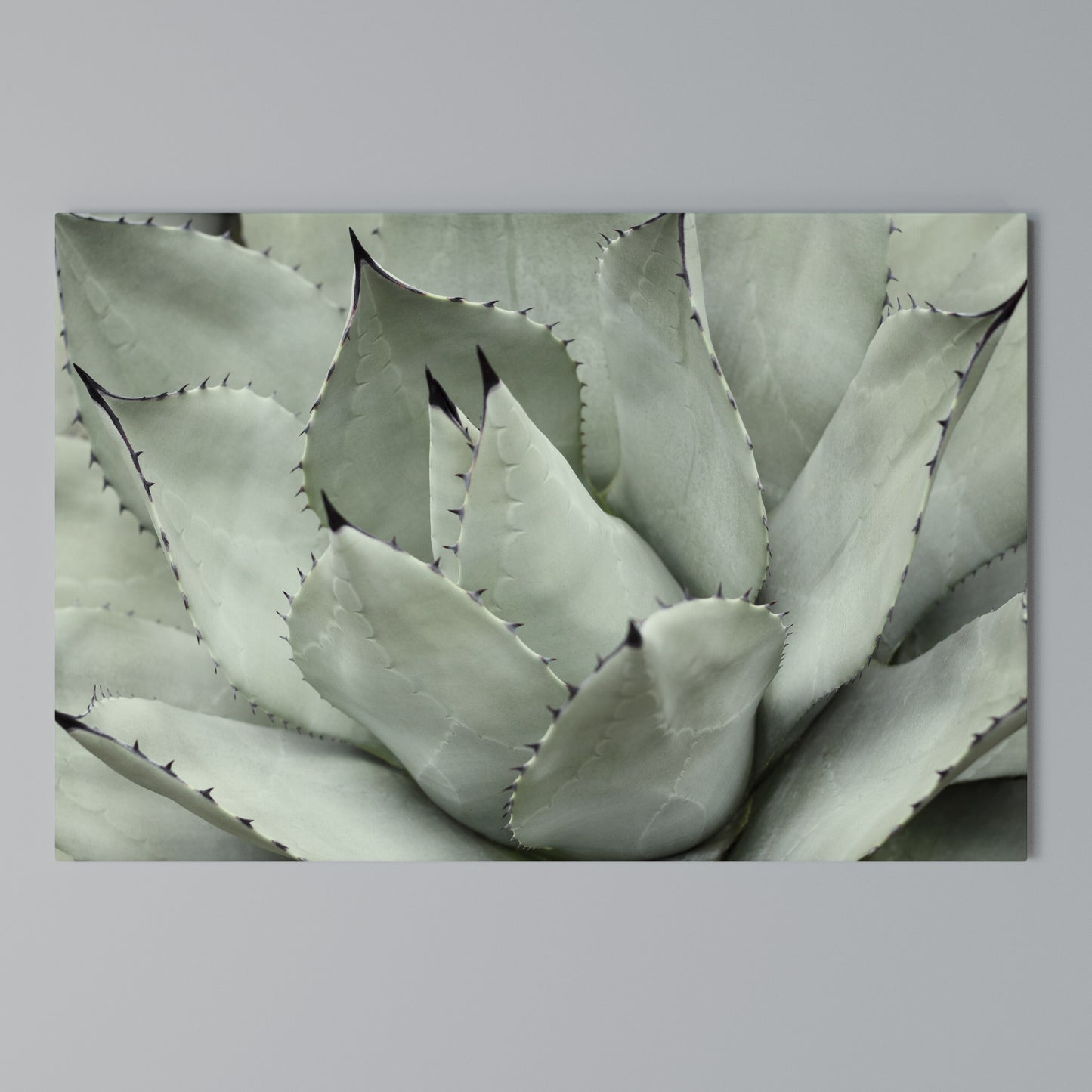 MYSTICAL SUCCULENT DREAM Horizontal Canvas Print