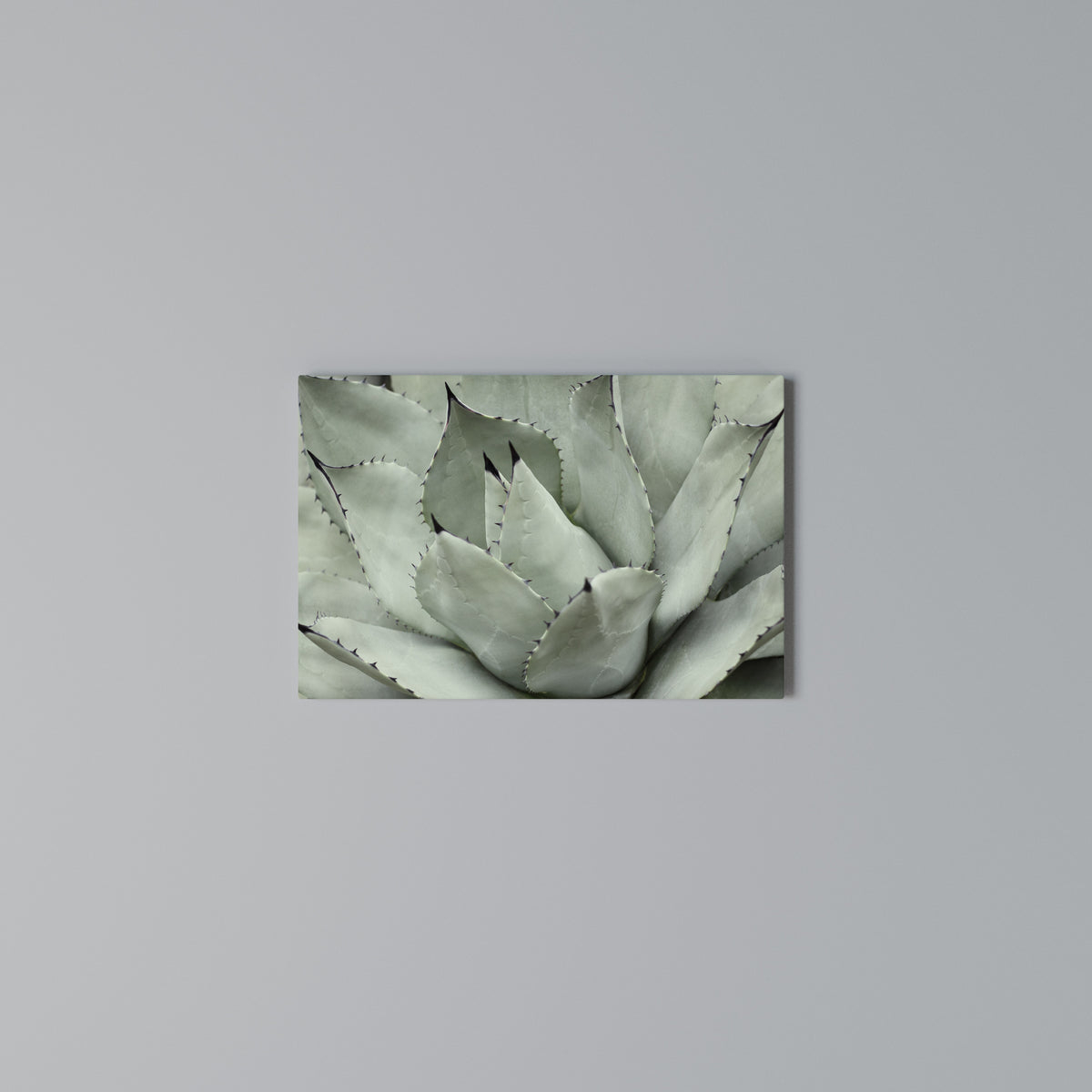MYSTICAL SUCCULENT DREAM Horizontal Canvas Print