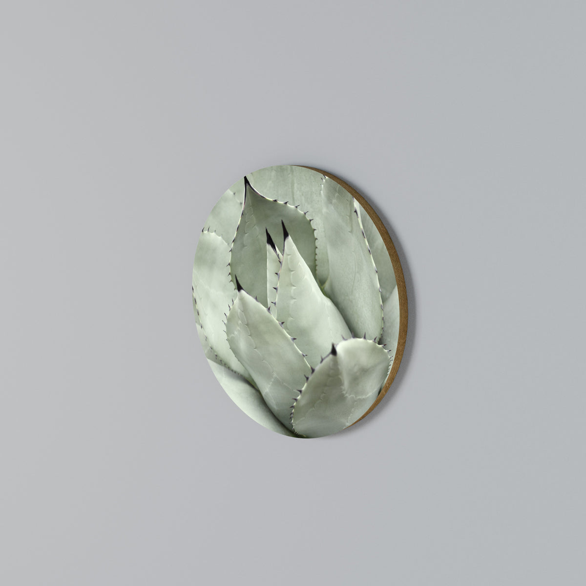 MYSTICAL SUCCULENT DREAM Rund väggdekor