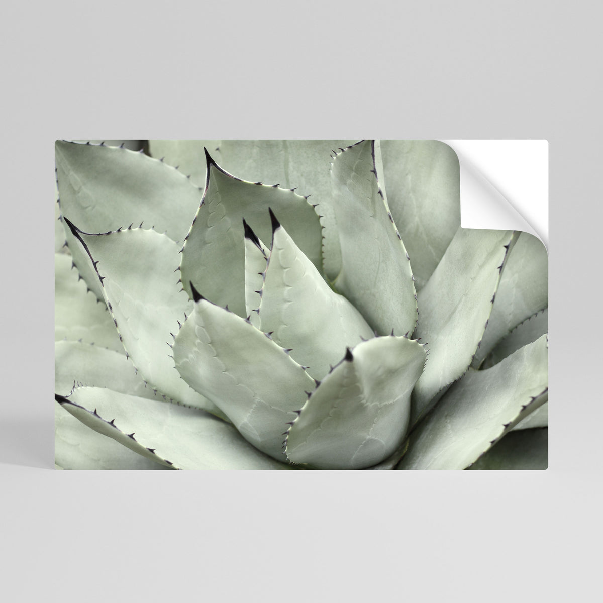 MYSTICAL SUCCULENT DREAM Självhäftande Horisontell Poster