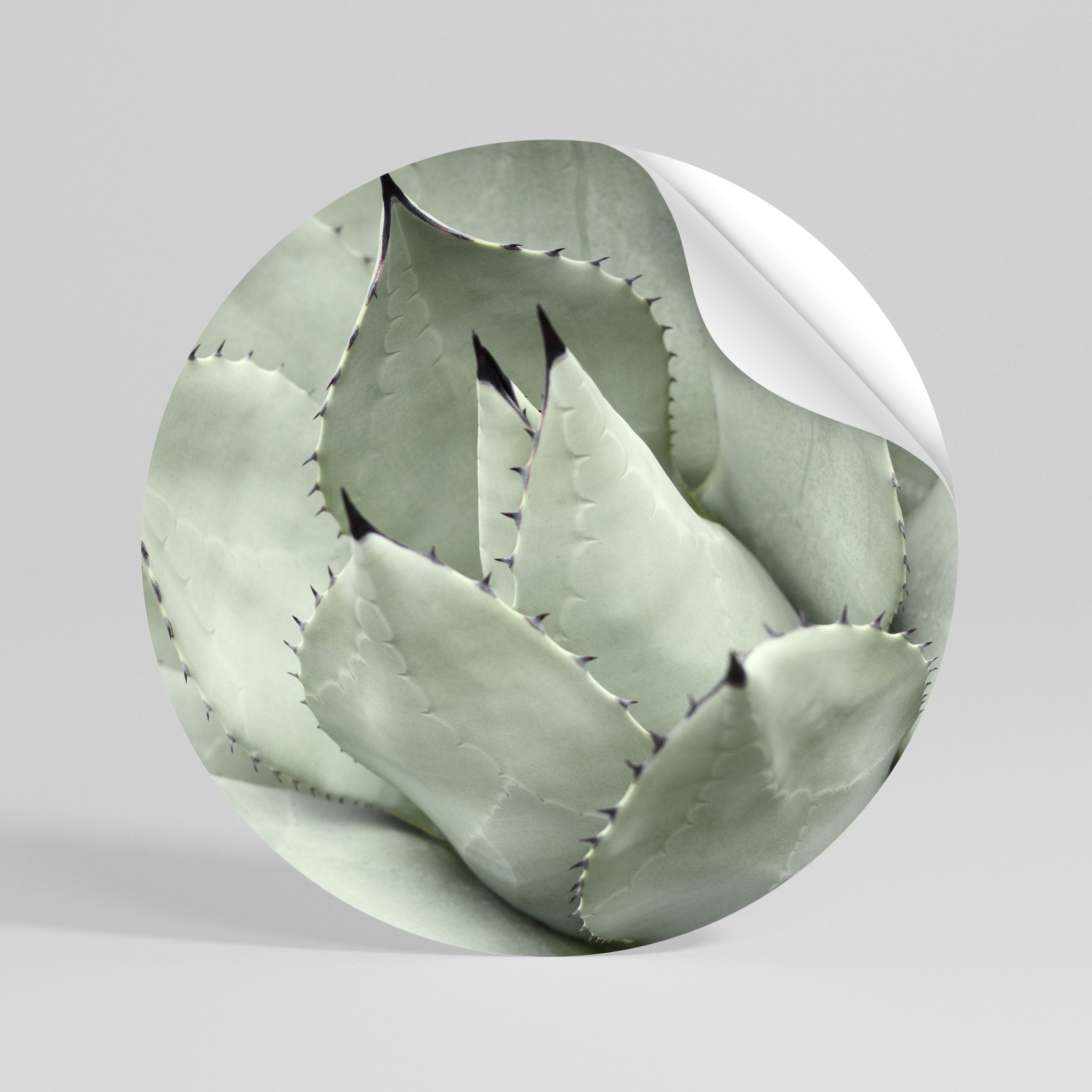 MYSTICAL SUCCULENT DREAM Peel and Stick Round Sticker