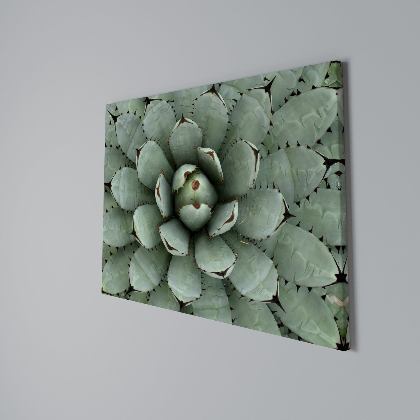 SUCCULENT SYMMETRY Horizontal Canvas Print