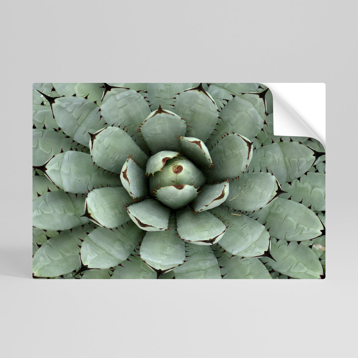 SUCCULENT SYMMETRY Självhäftande Horisontell Poster