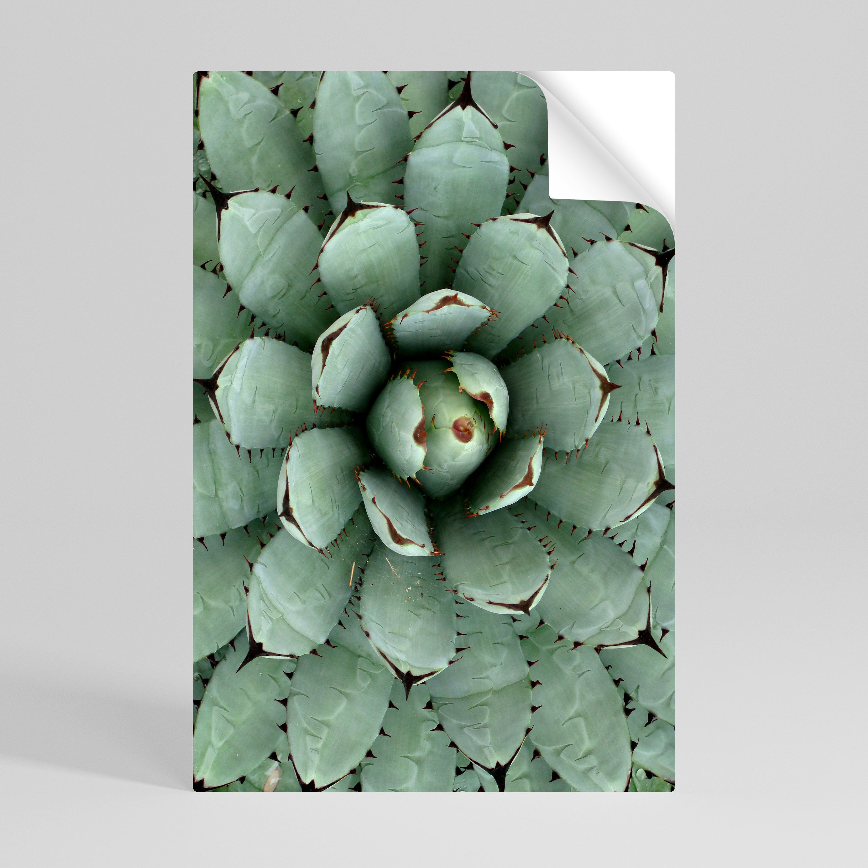 SUCCULENT SYMMETRY Självhäftande Vertikal Poster