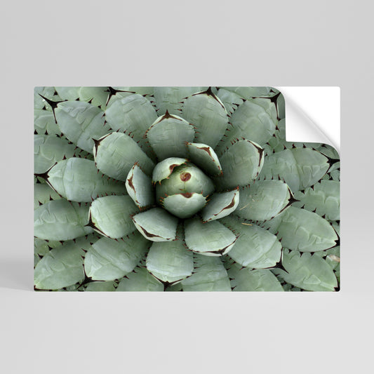 SUCCULENT SYMMETRY Självhäftande Horisontell Poster