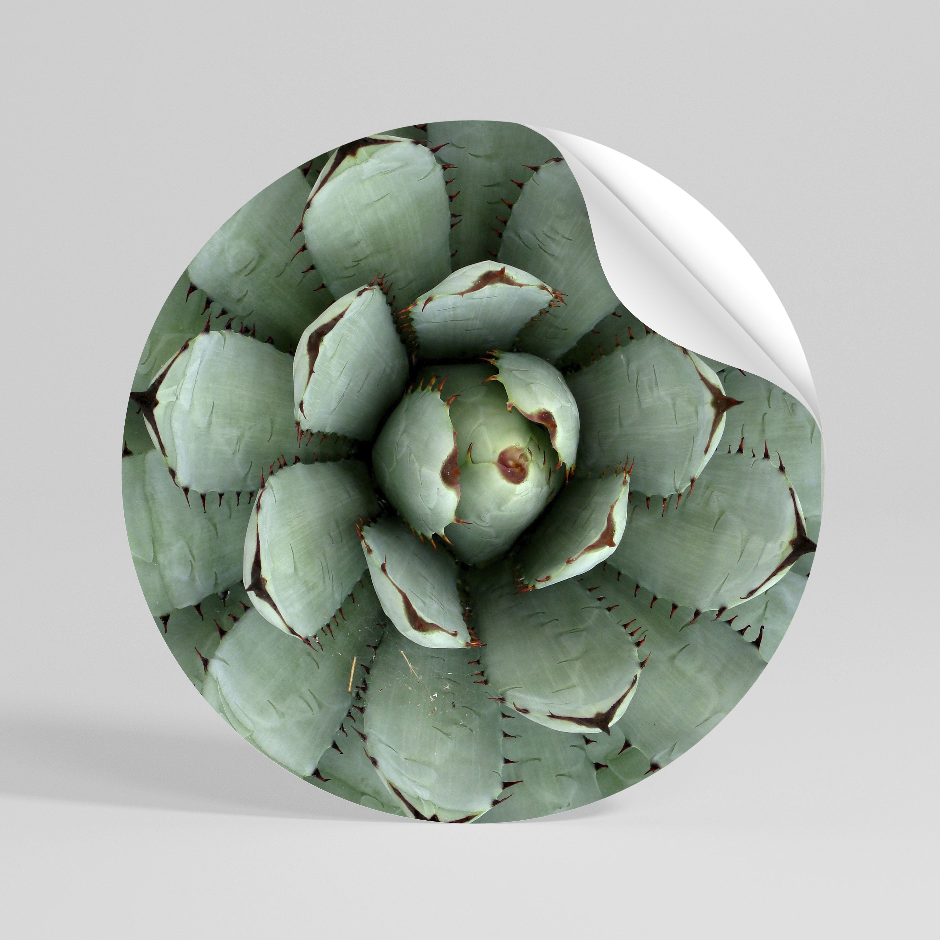 SUCCULENT SYMMETRY Peel and Stick Round Sticker