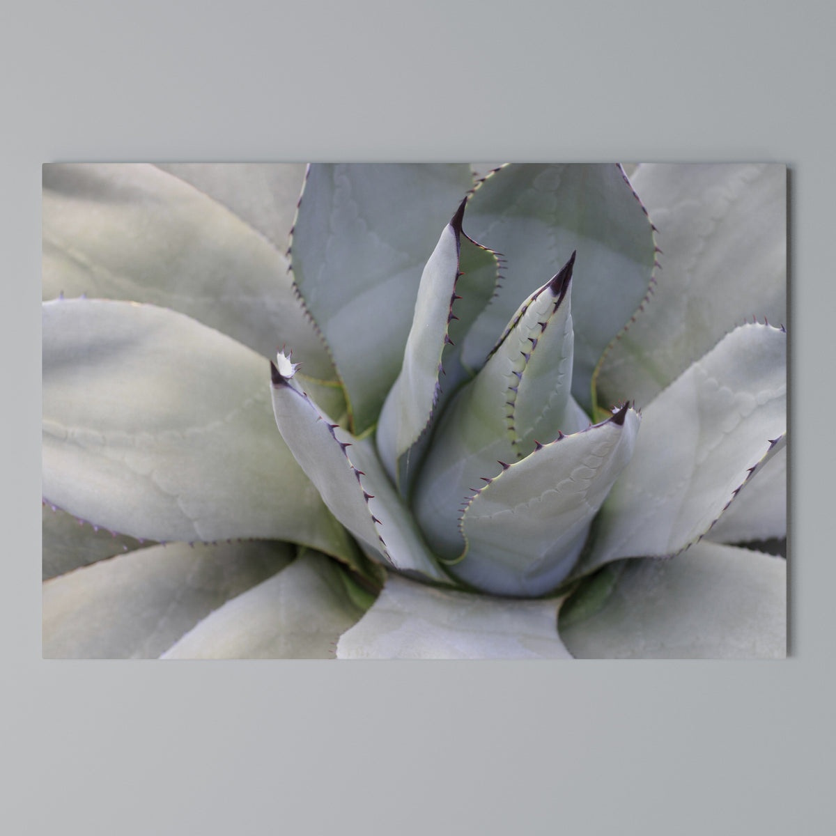 AGAVE ELEGANCE Horizontal Canvas Print