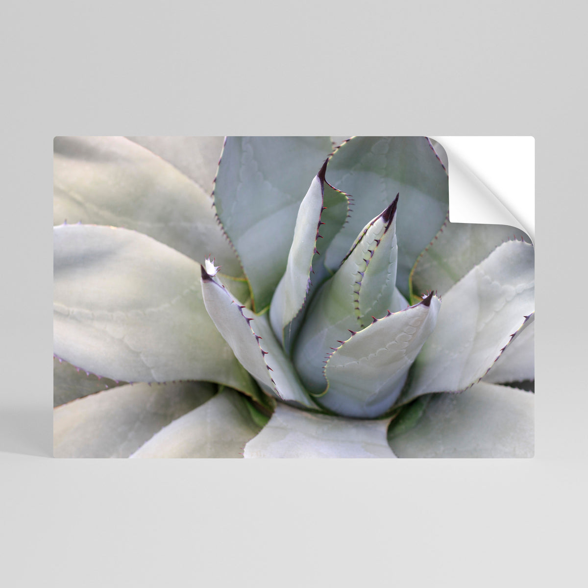 AGAVE ELEGANCE Självhäftande Horisontell Poster