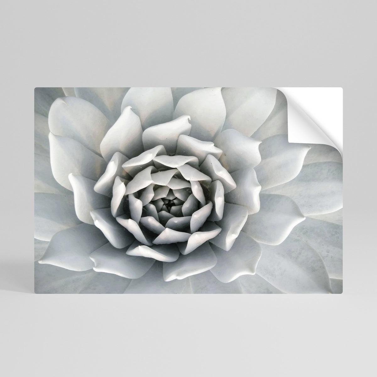 ELEGANT PETAL SWIRL Självhäftande Horisontell Poster
