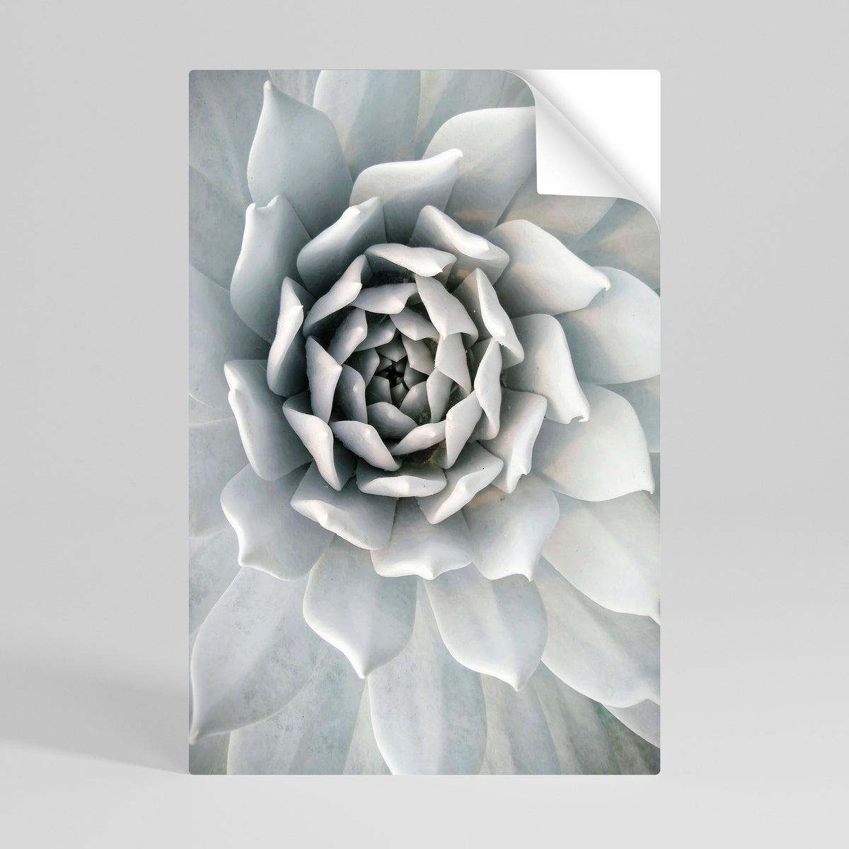 ELEGANT PETAL SWIRL Självhäftande Vertikal Poster
