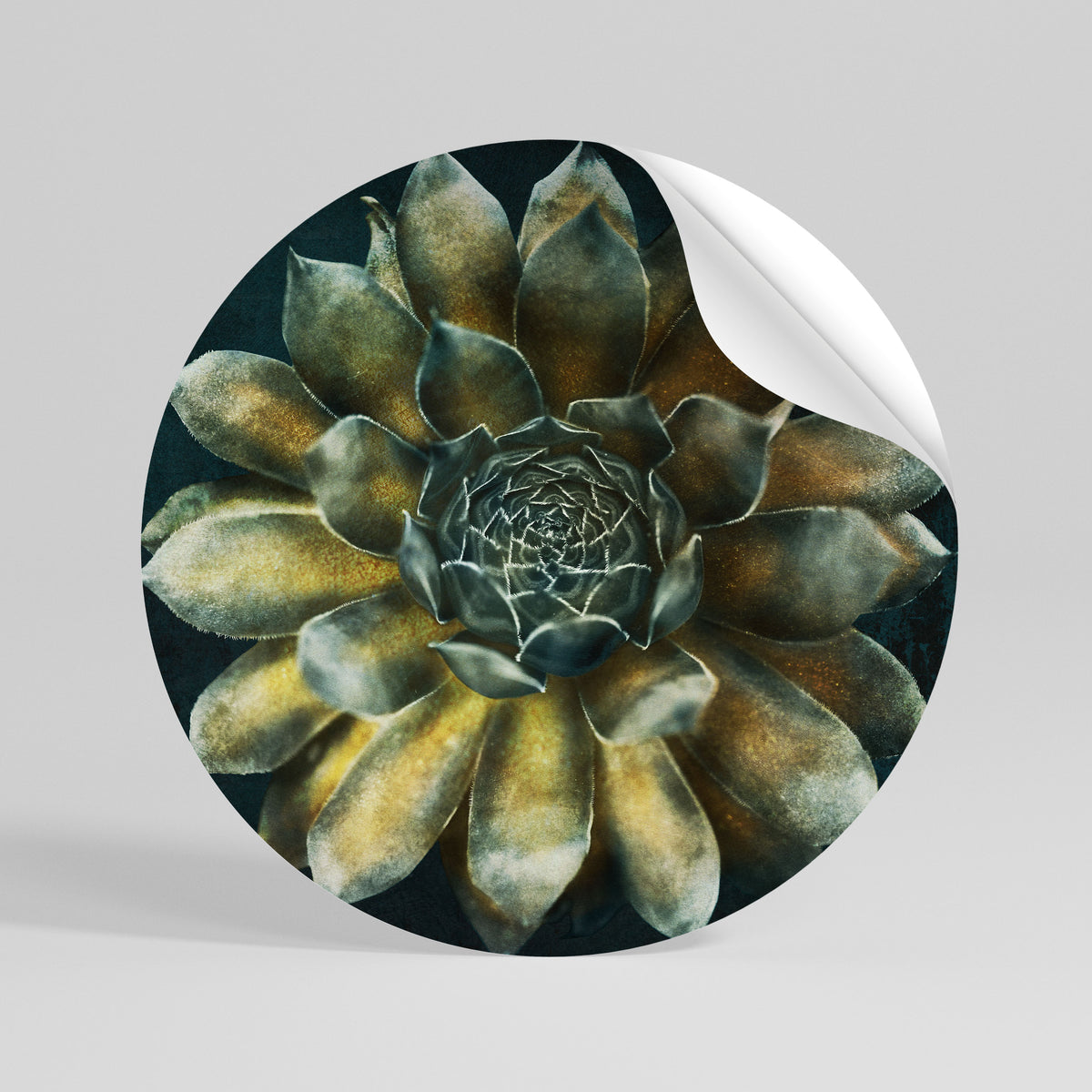 MYSTICAL SUCCULENT WHIRL Rund väggdekal