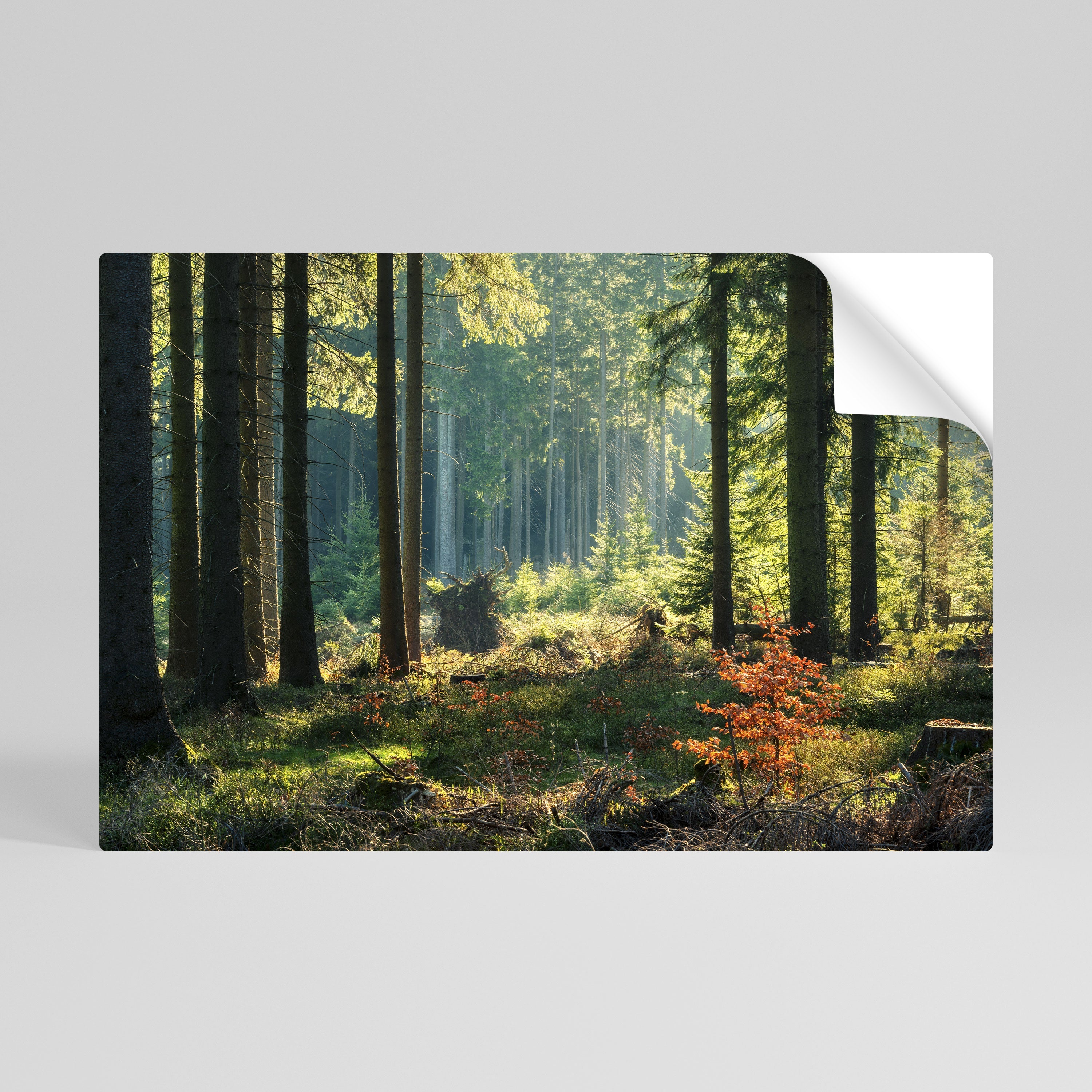 Solbelyst skogsserenad horisontell poster med självhäftande klistermärke