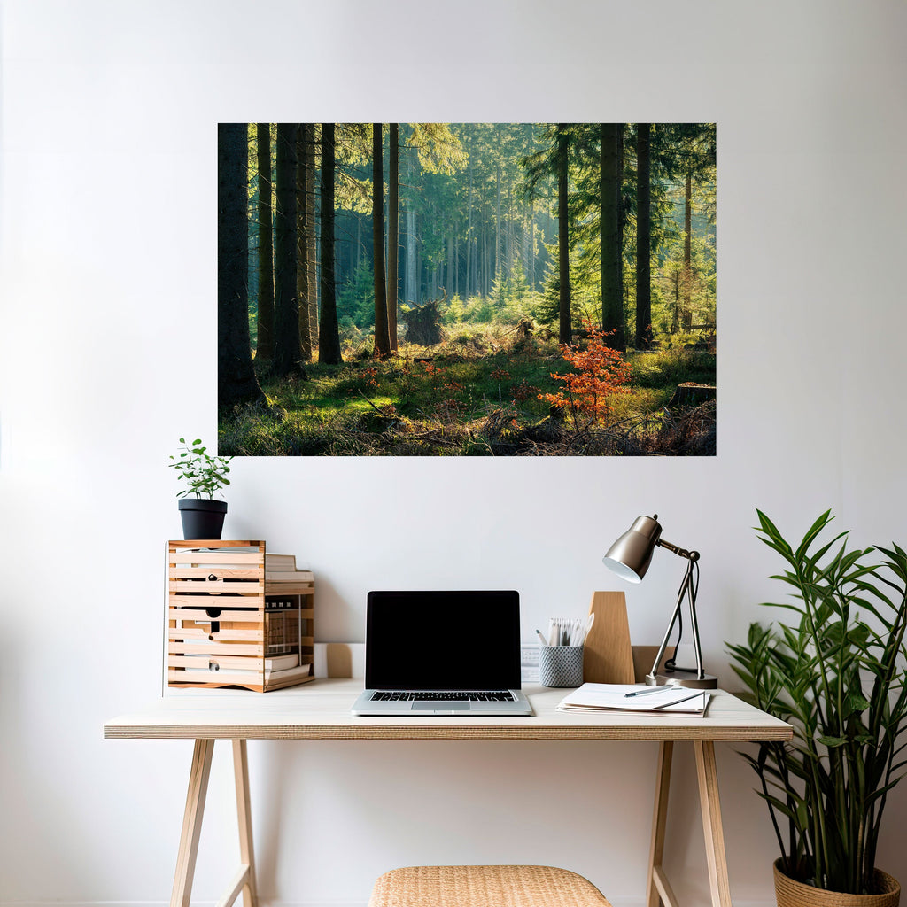 Solbelyst skogsserenad horisontell poster med självhäftande klistermärke