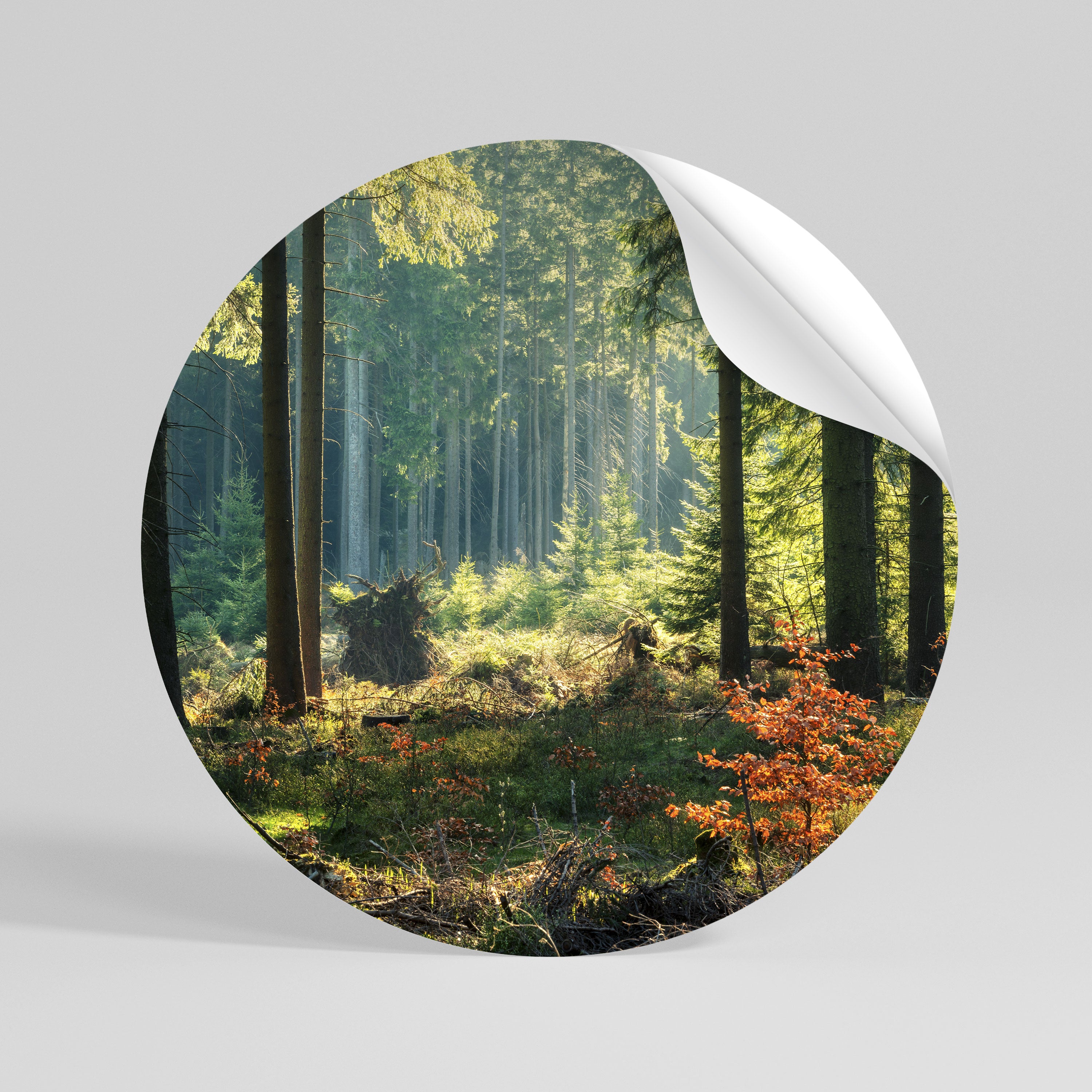 SUNLIT FOREST SERENADE Rund väggdekal
