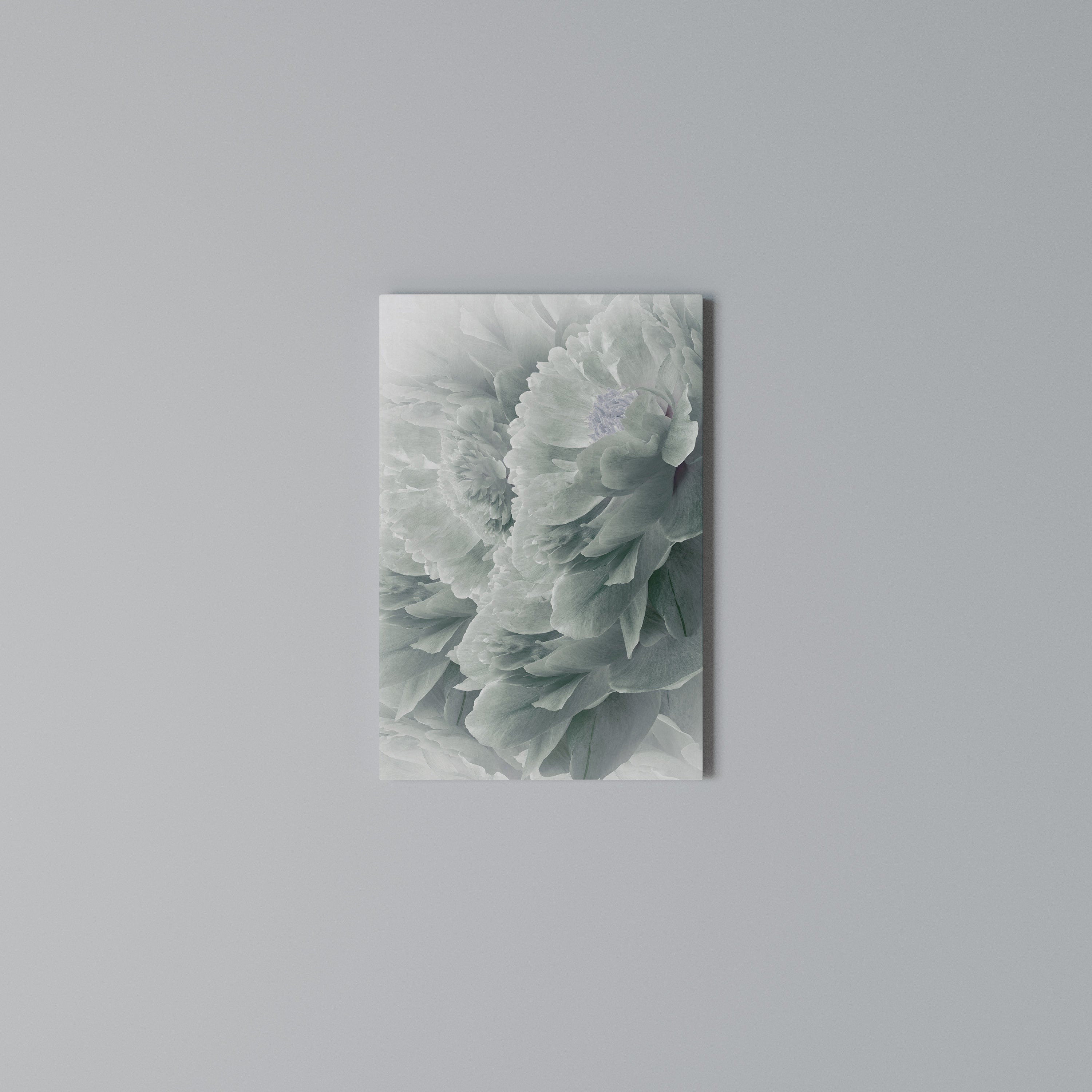 TREE PEONIES Vertical Canvas Print