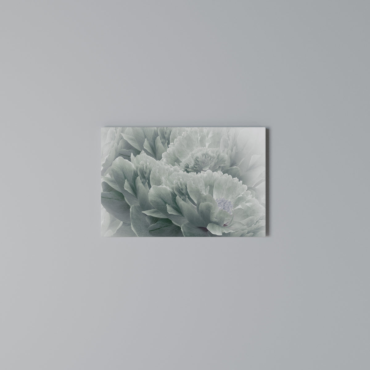 TREE PEONIES Horizontal Canvas Print