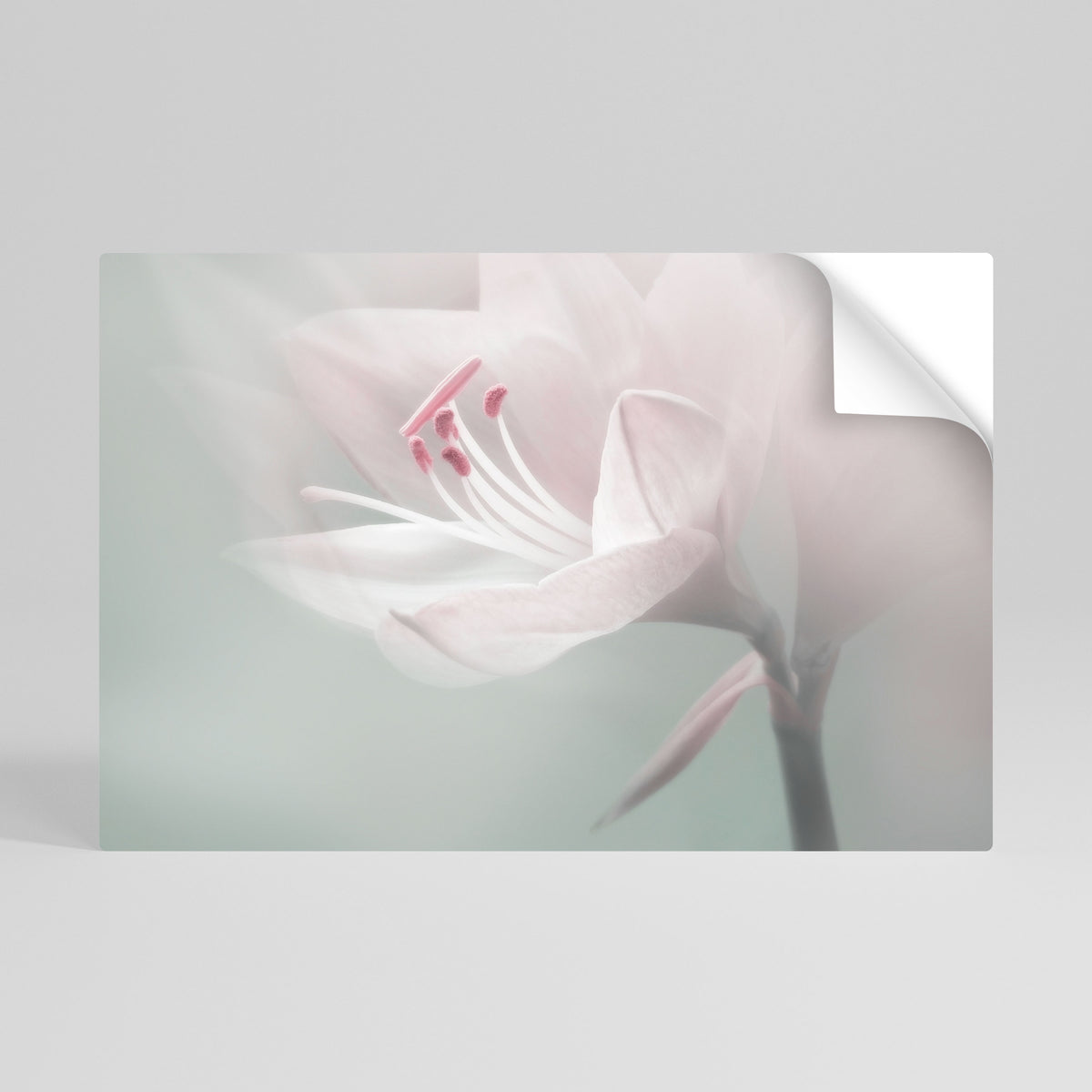 GENTLE LILY Självhäftande Horisontell Poster