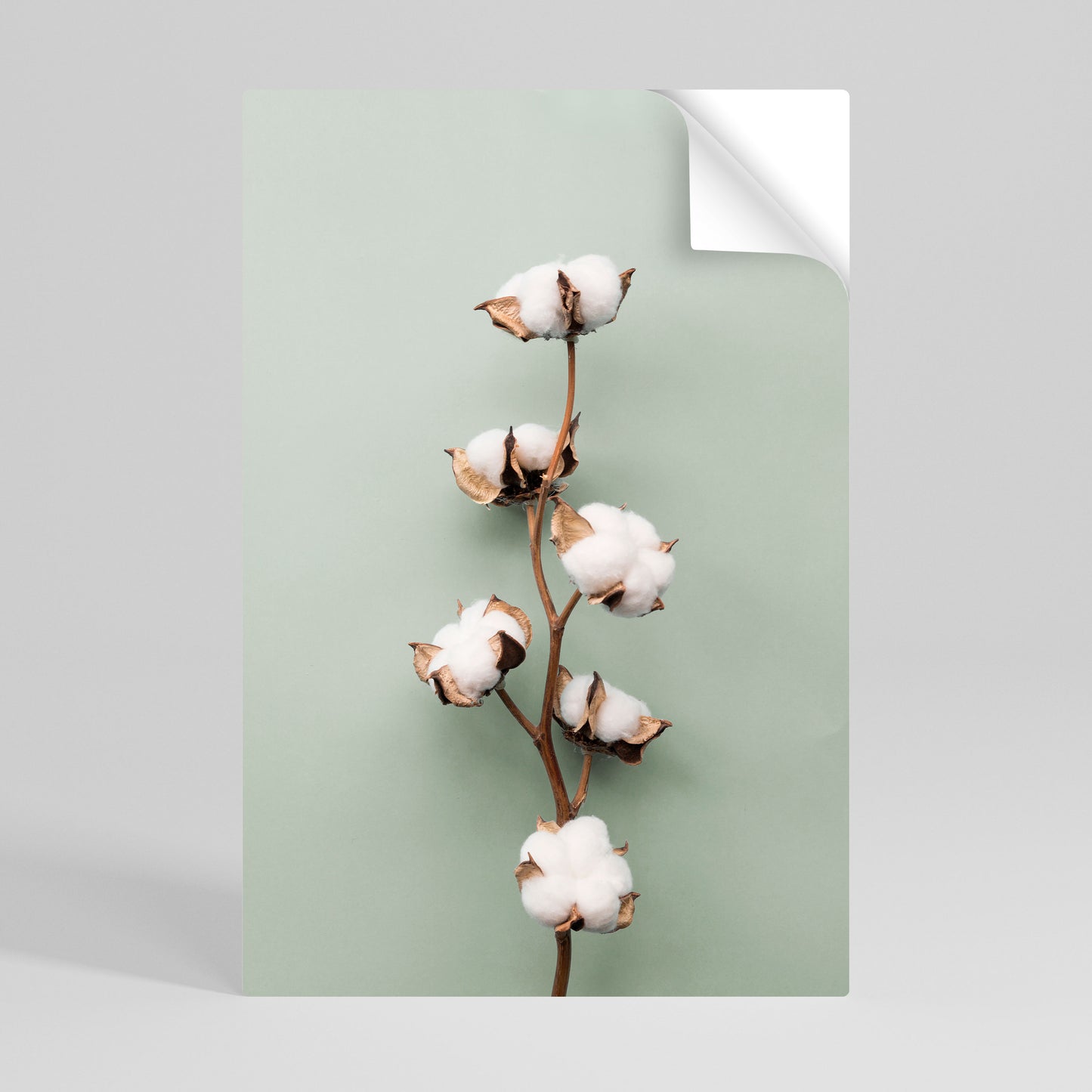 COTTON DREAMS UNFOLDED Självhäftande Vertikal Poster
