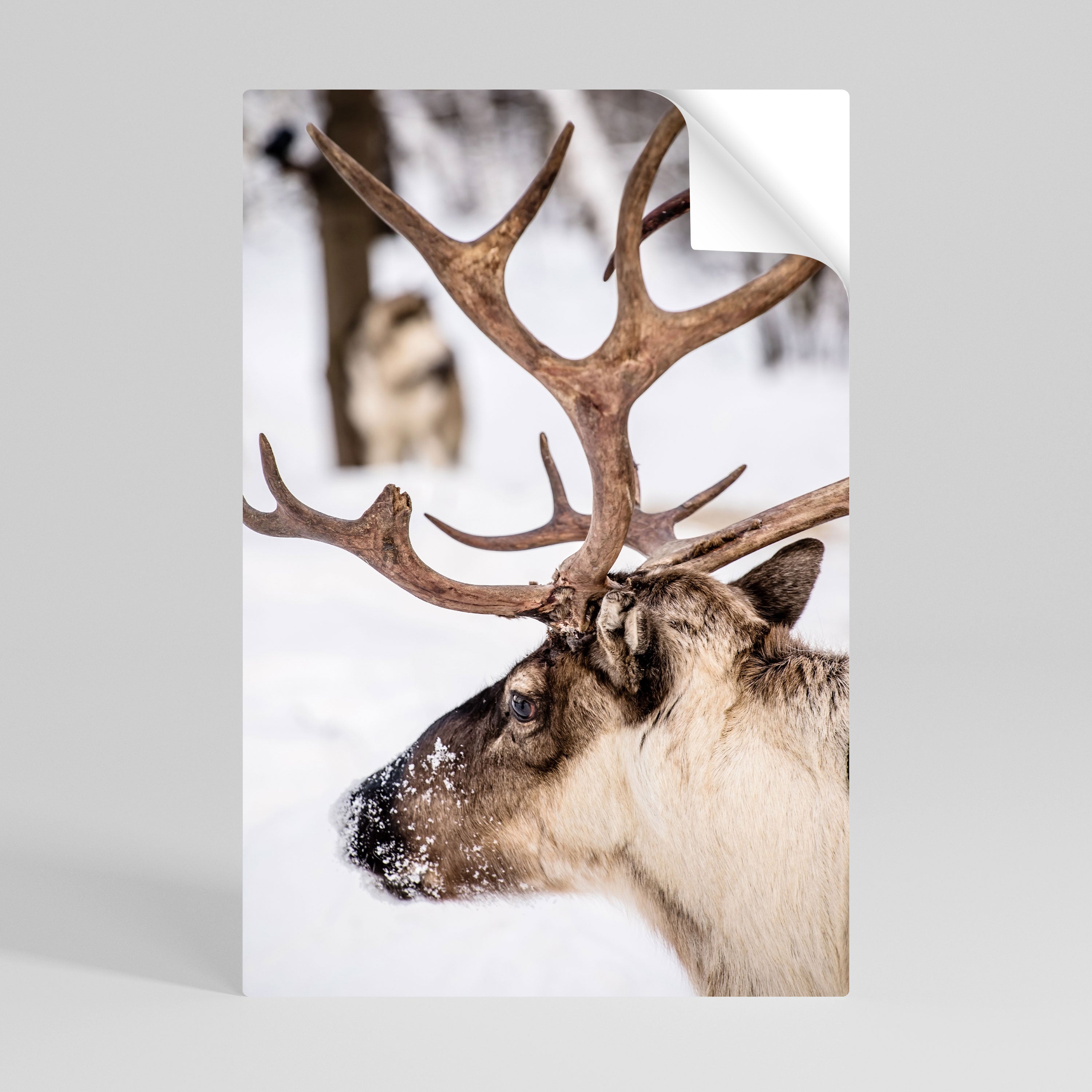 VISKNINGAR AV FROST Vertikal affisch med självhäftande text