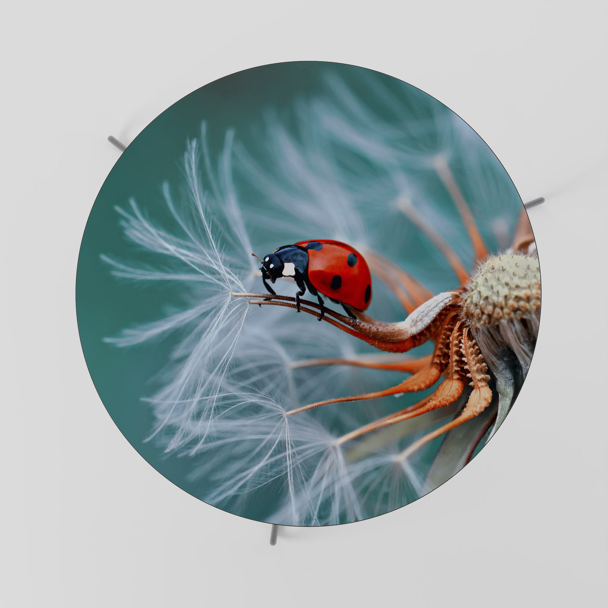 LADYBUG BALANCE Soffbord