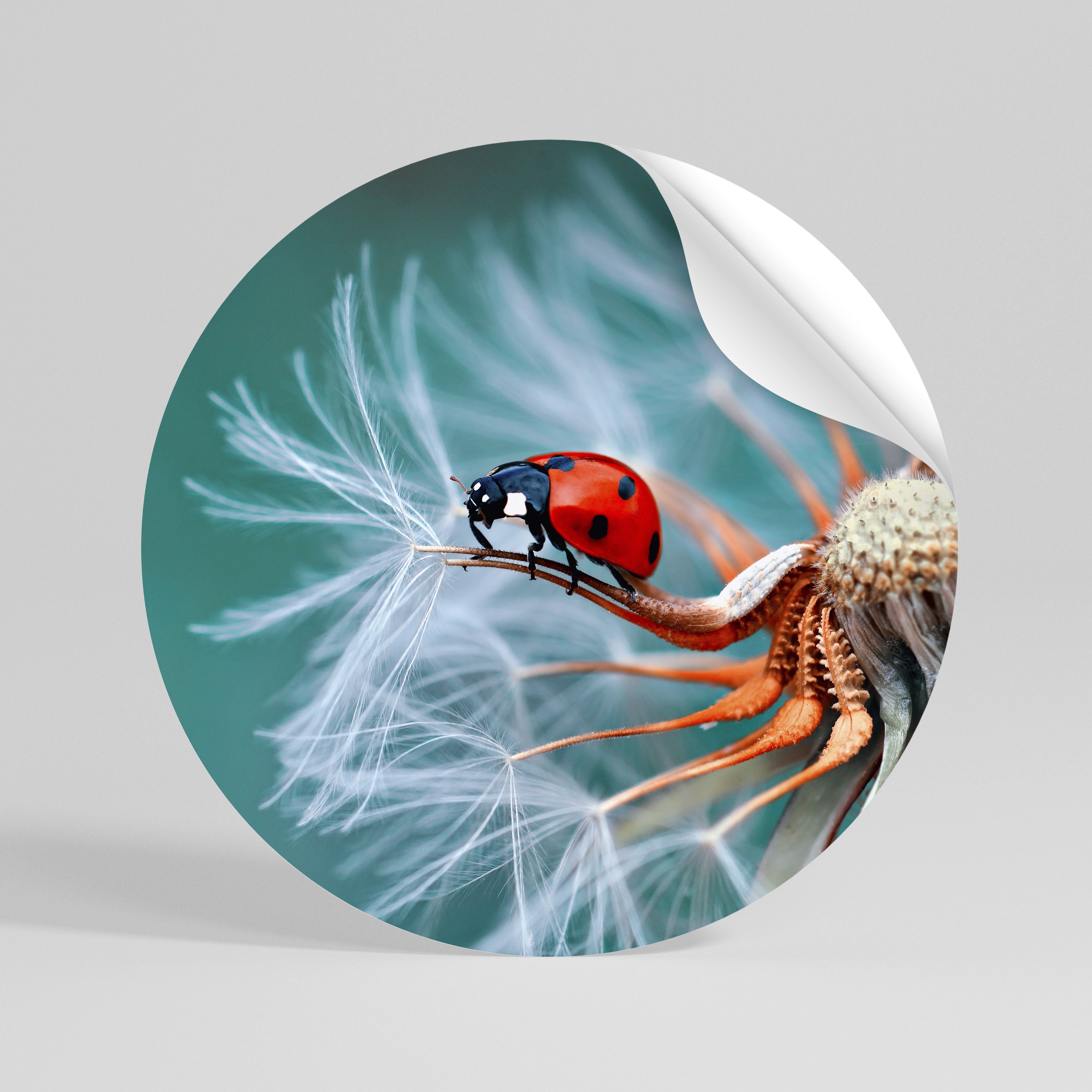 LADYBUG BALANCE Rund väggdekal