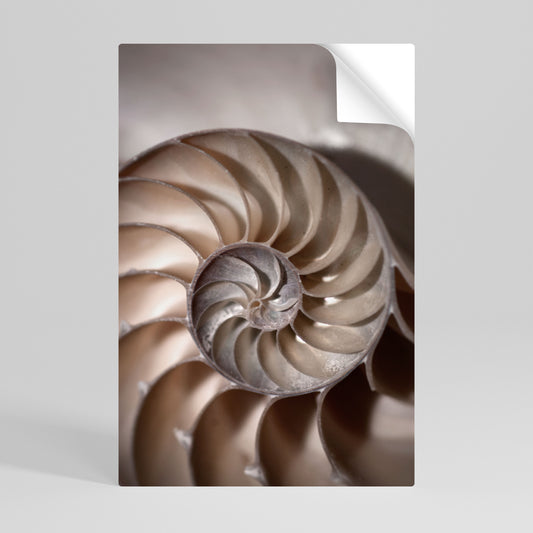 WHISPERS OF SHELLS Självhäftande Vertikal Poster
